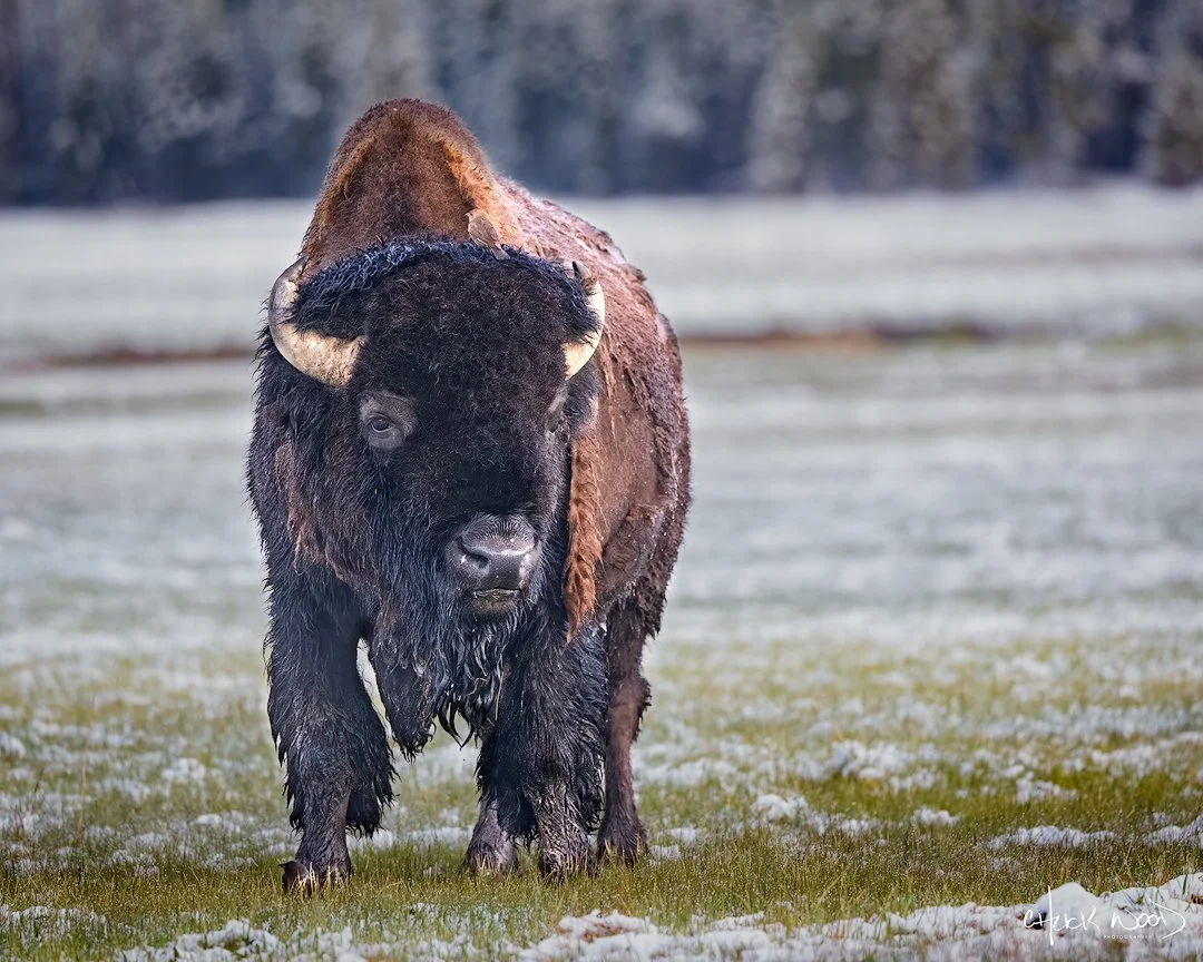 CW00410-Bison-1-Yellowstone-2025-1080-sig.jpg