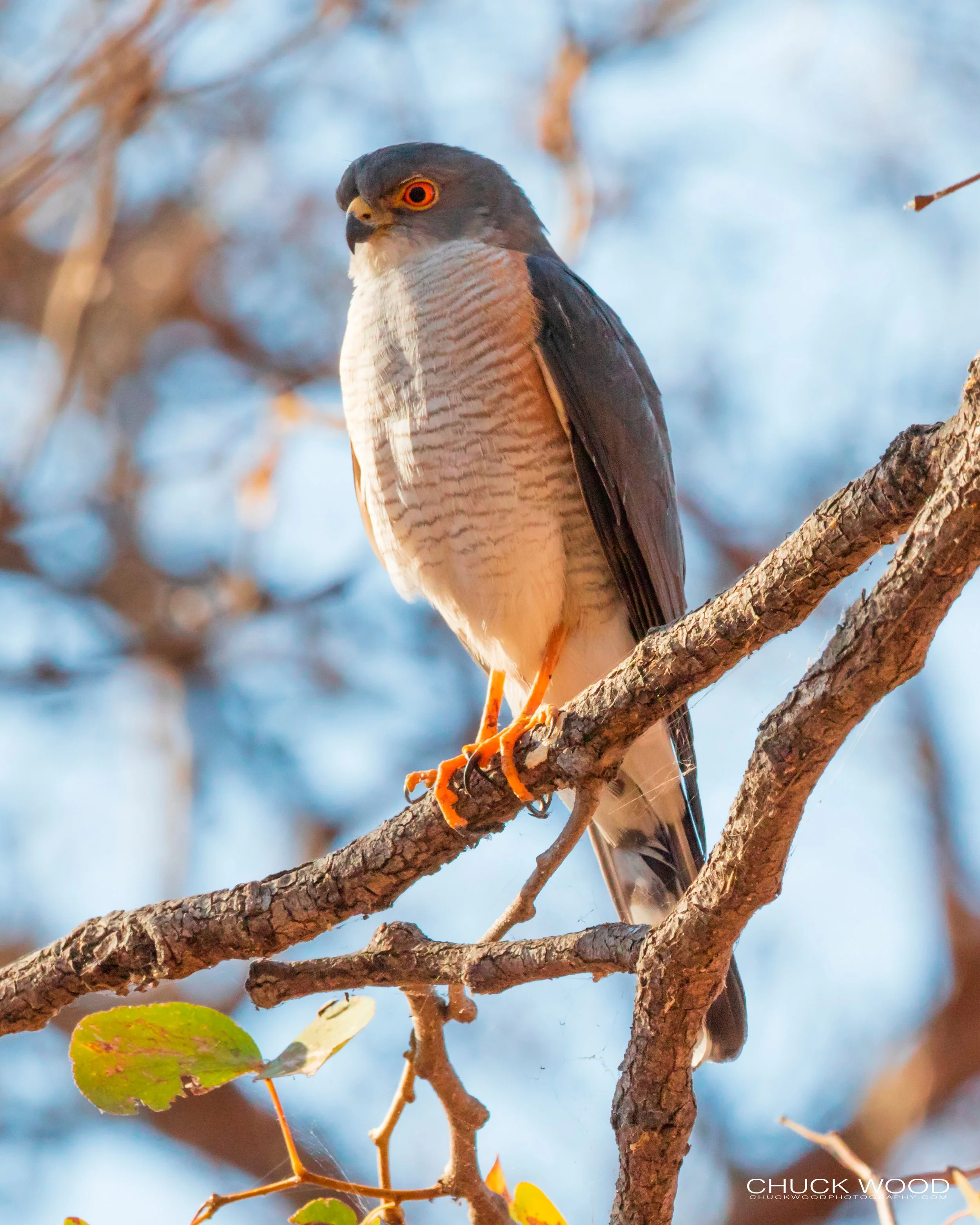  Lake Kariba, Zimbabwe 2019 