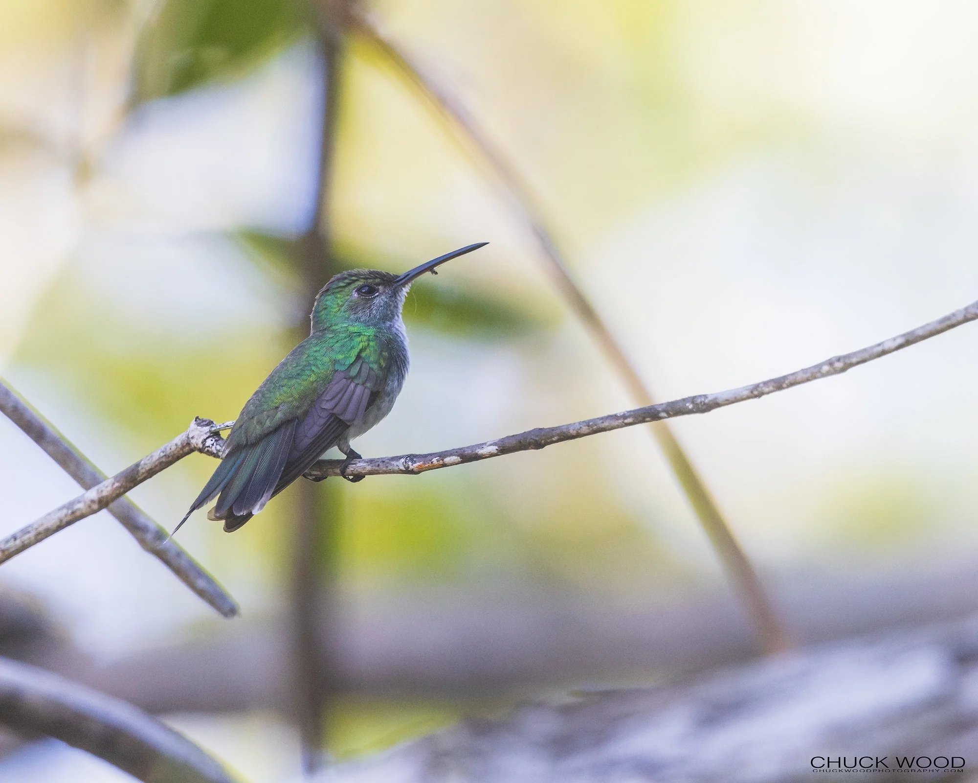  Osa Peninsula, Costa Rica 2022 
