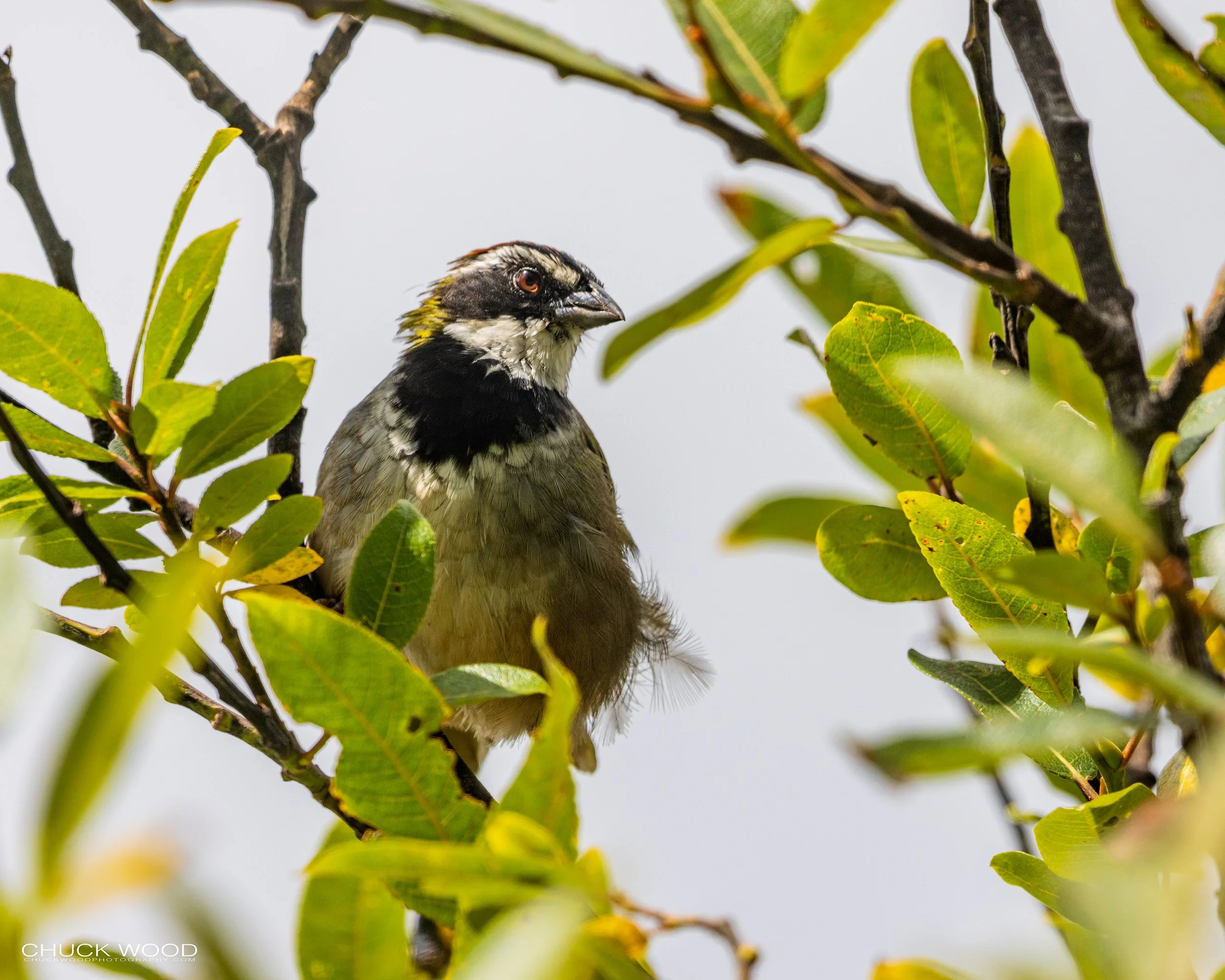 Cuajimoloyas Oaxaca, Mexico 2022