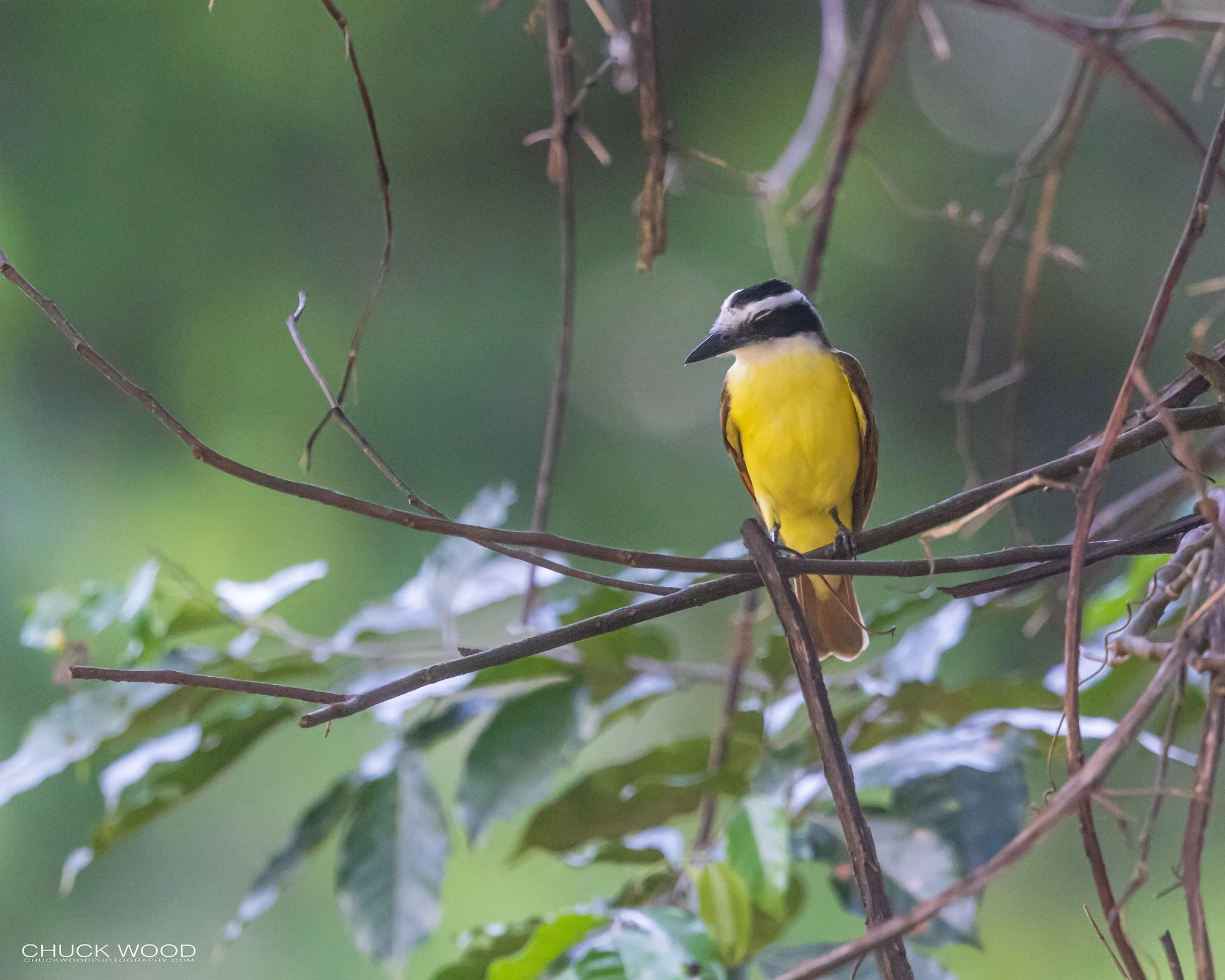  Osa Peninsula, Costa Rica 2022 I/ 
