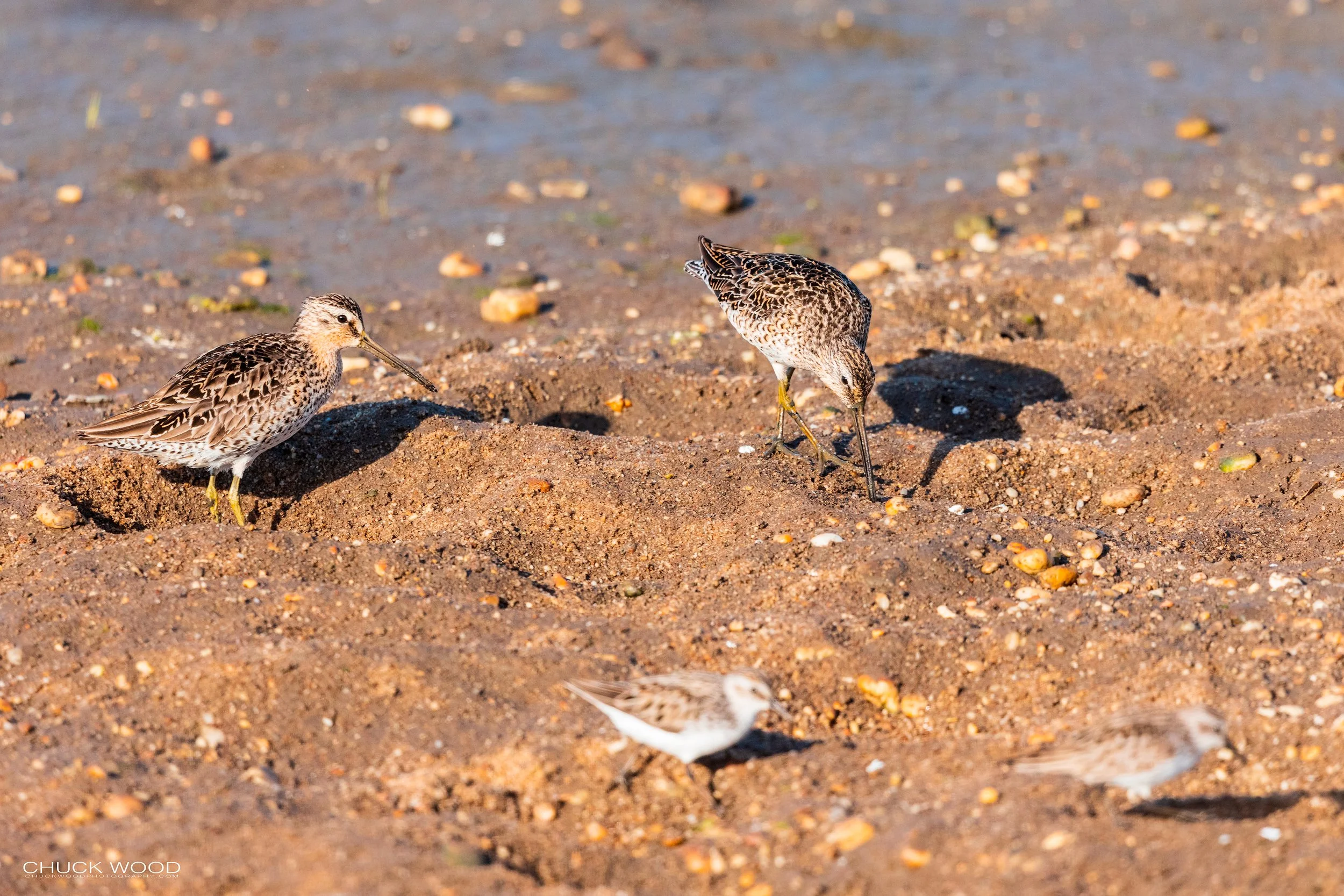  Forsythe NWR, NJ 2021 