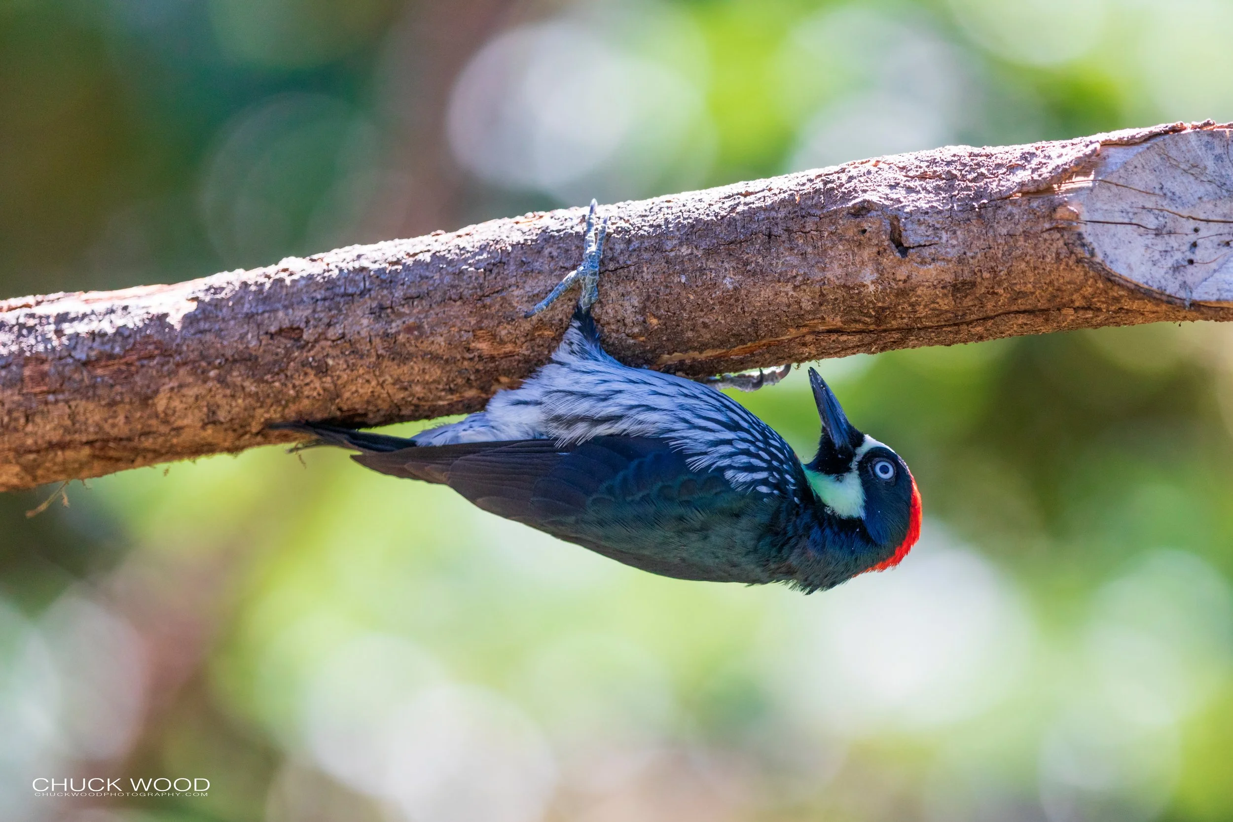  San Gerardo de Dota, Costa Rica 2020 