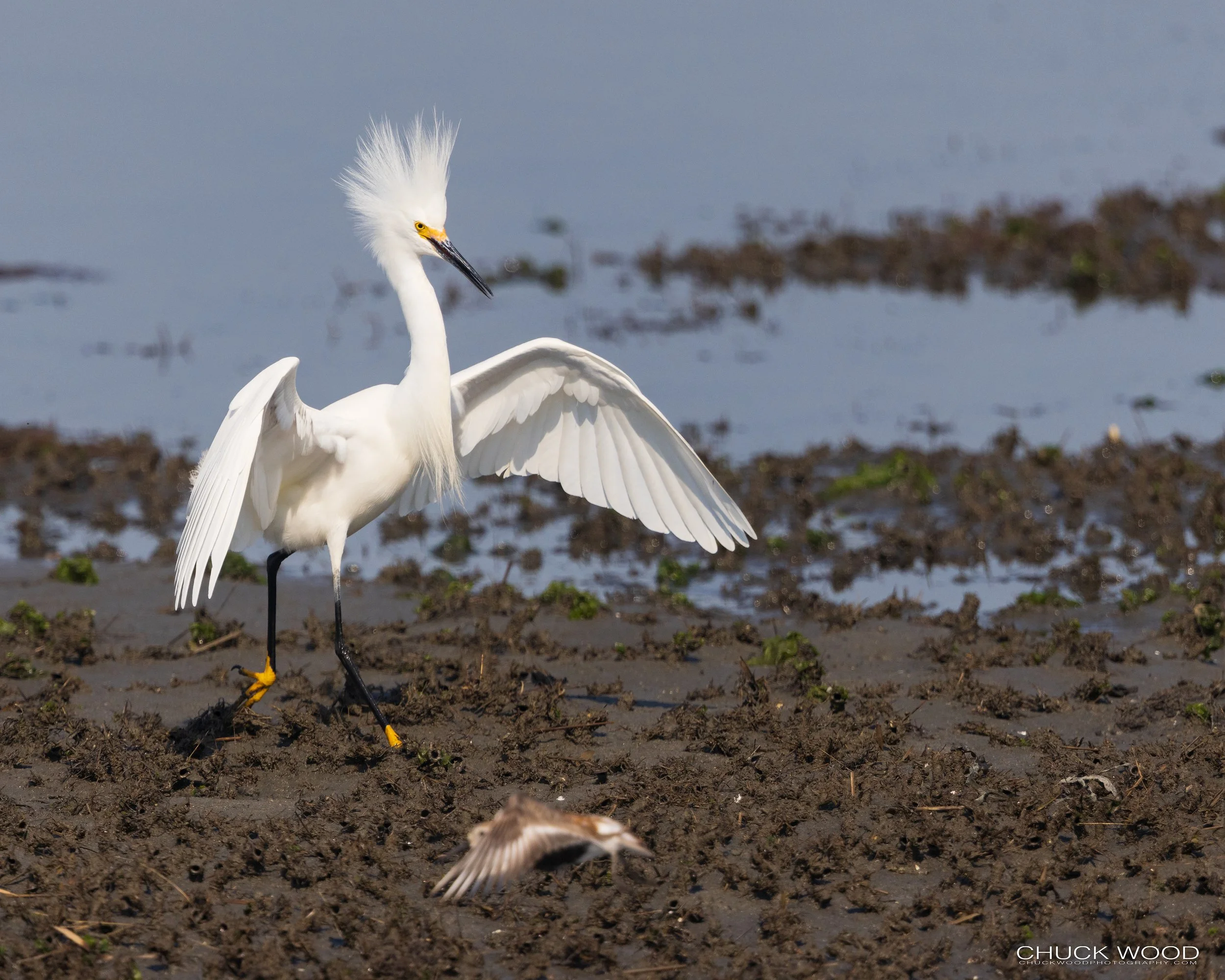  Forsythe NWR, NJ 2022 