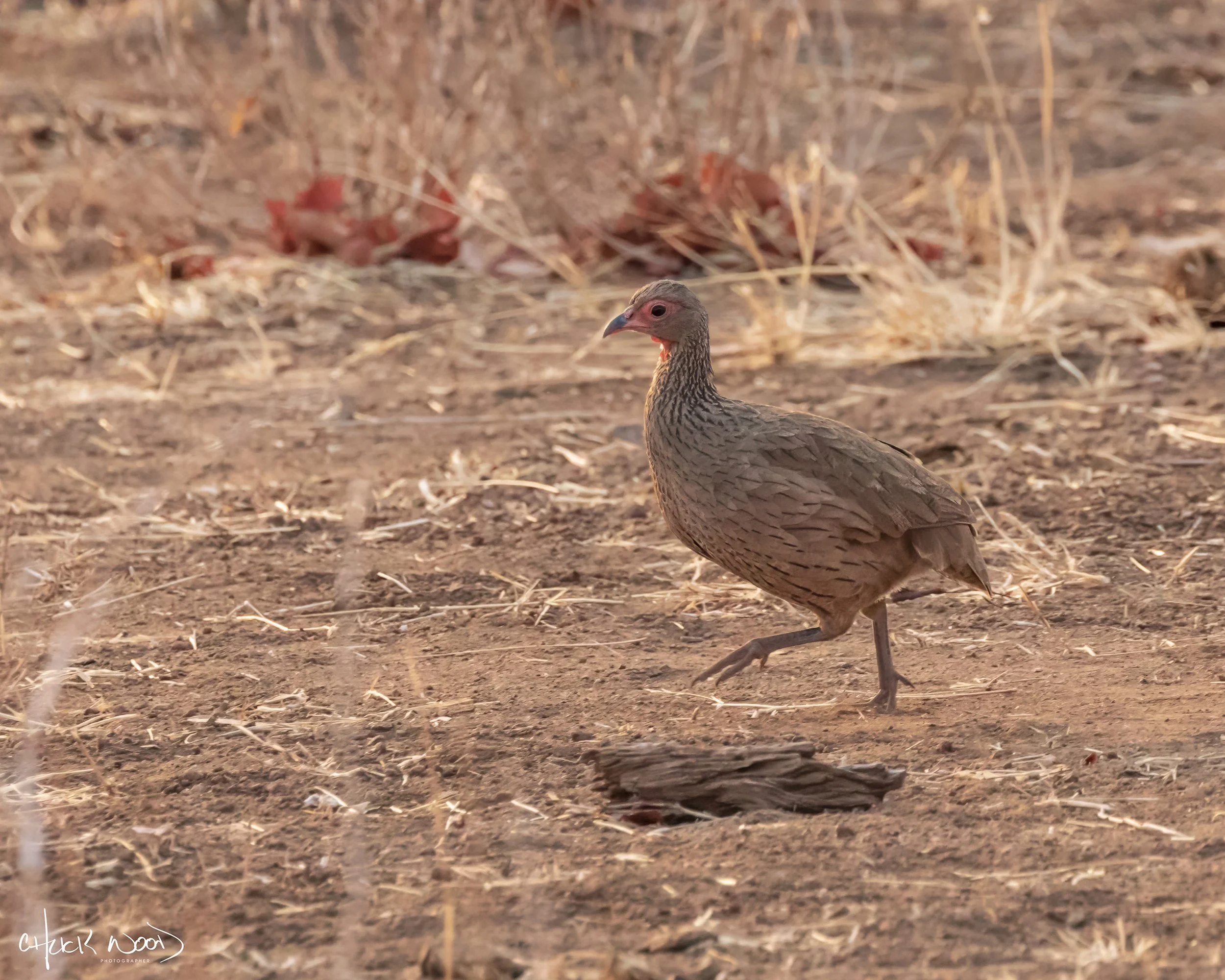  Hwange, Zimbabwe 2019 