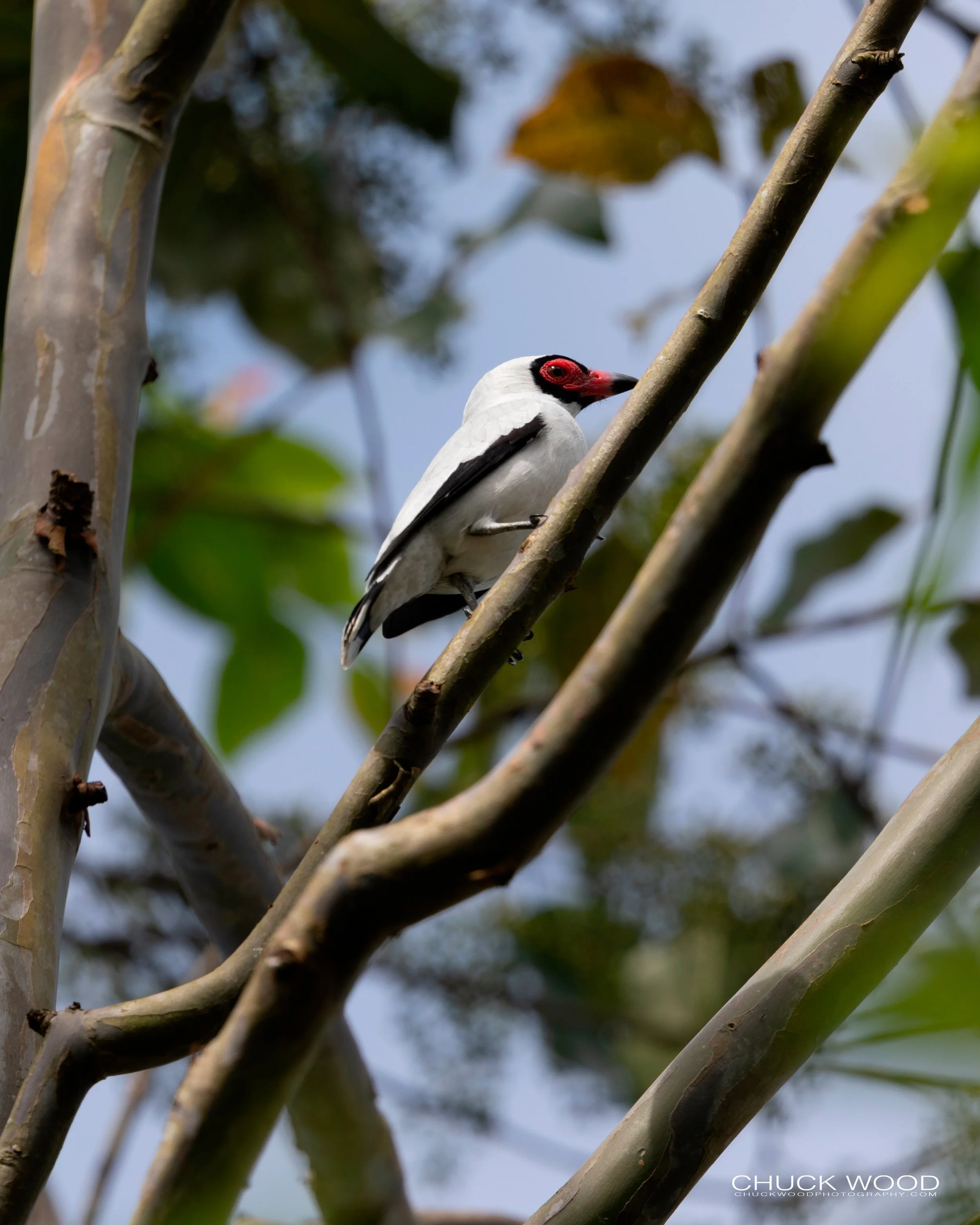  CATIE, Costa Rica 2020 