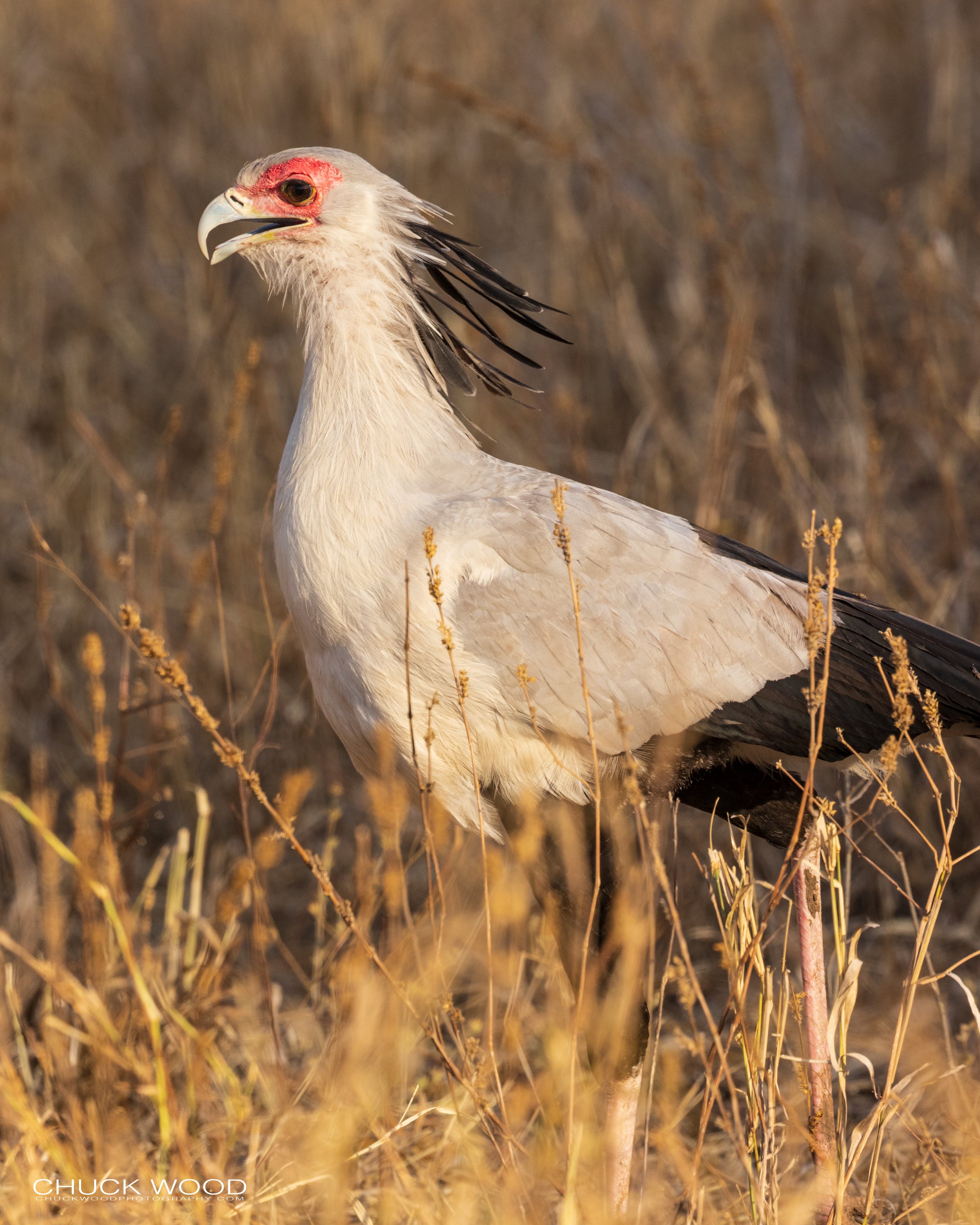   Tarangire, Tanzania 2021 
