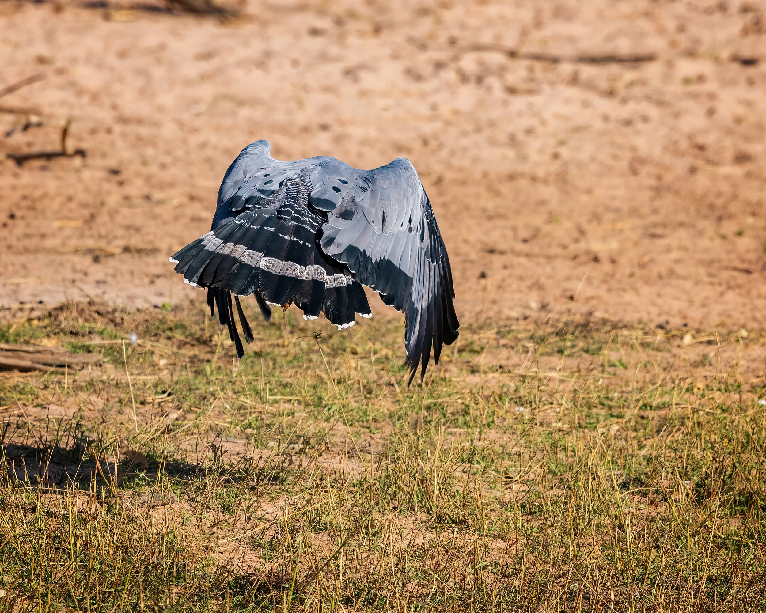  Chobe River, Botswana 2023 