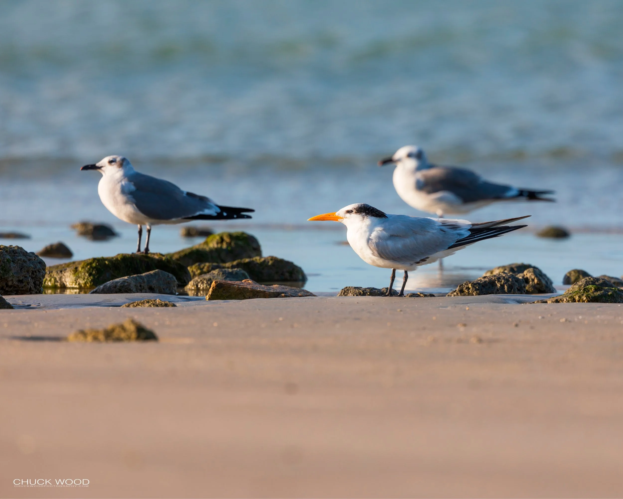  Sebastian Inlet, FL 2020 