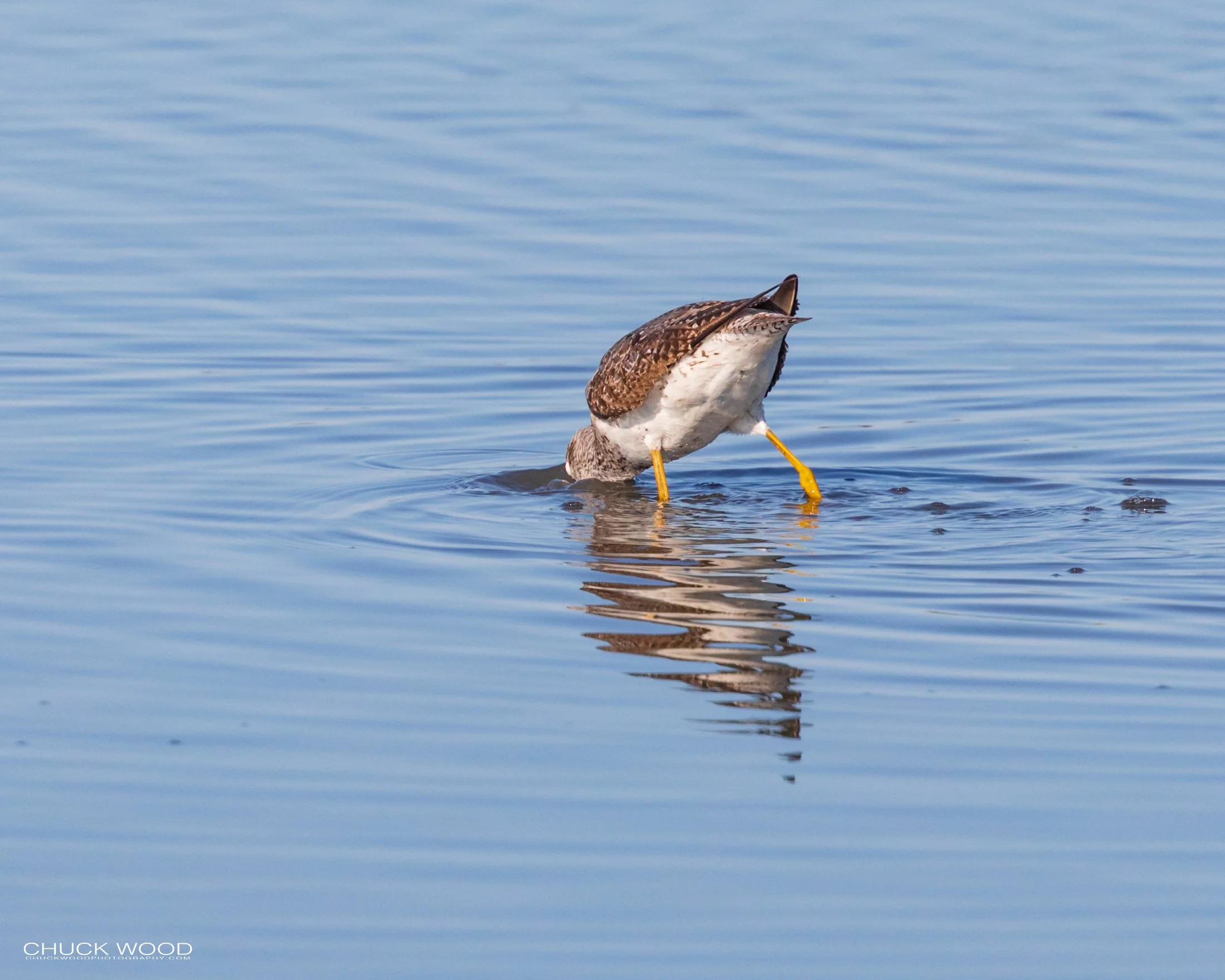  Forsythe NWR, NJ 2020 