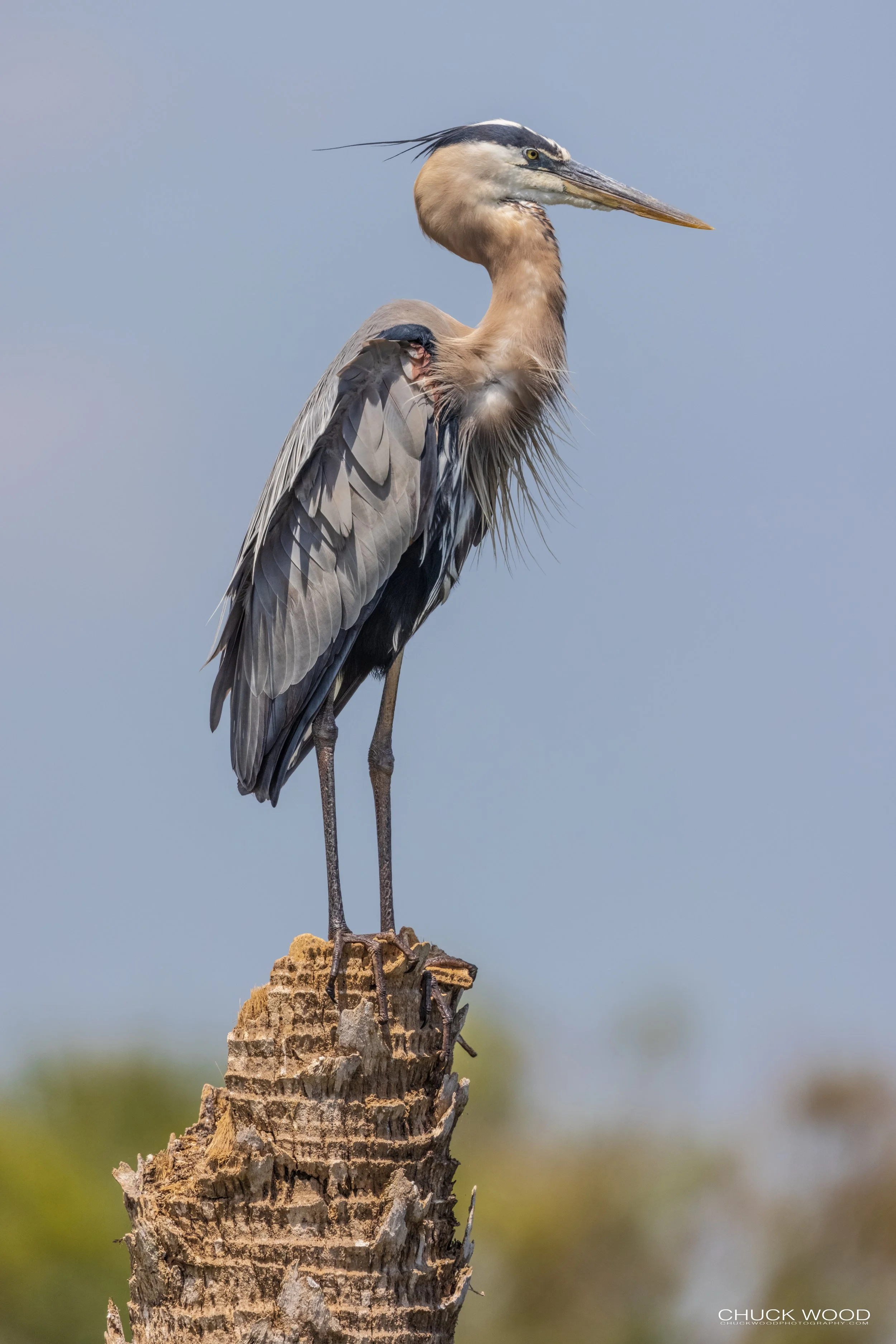  Viera Wetlands, FL 2021 