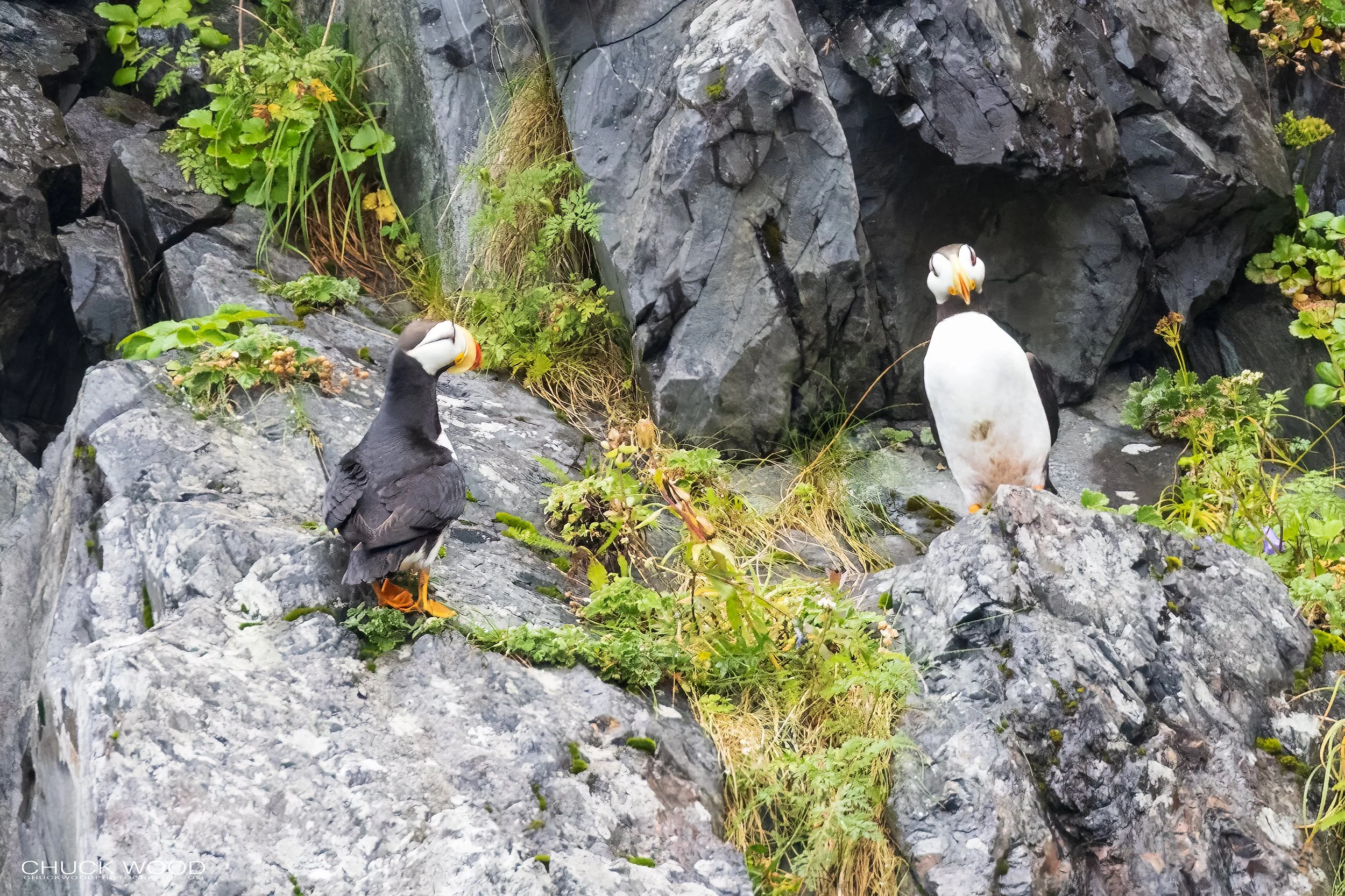   Resurection Bay, AK 2022 