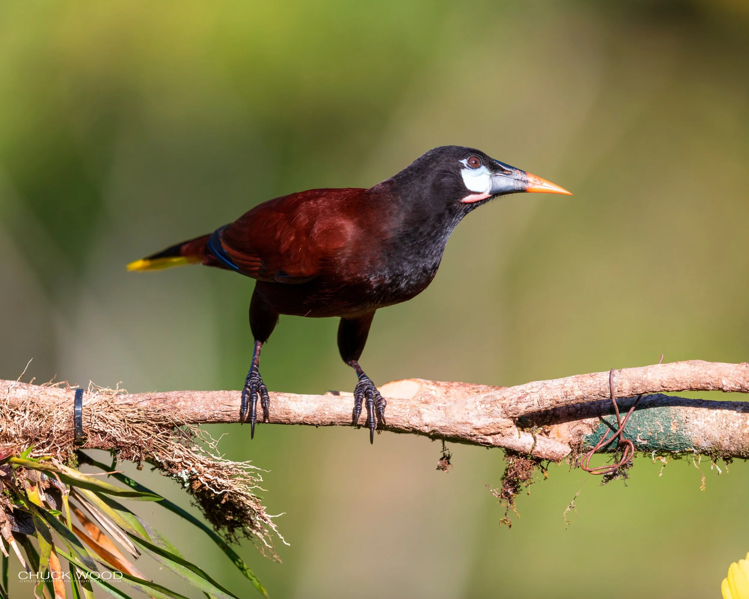  Rancho Naturalista, Costa Rica 2020 