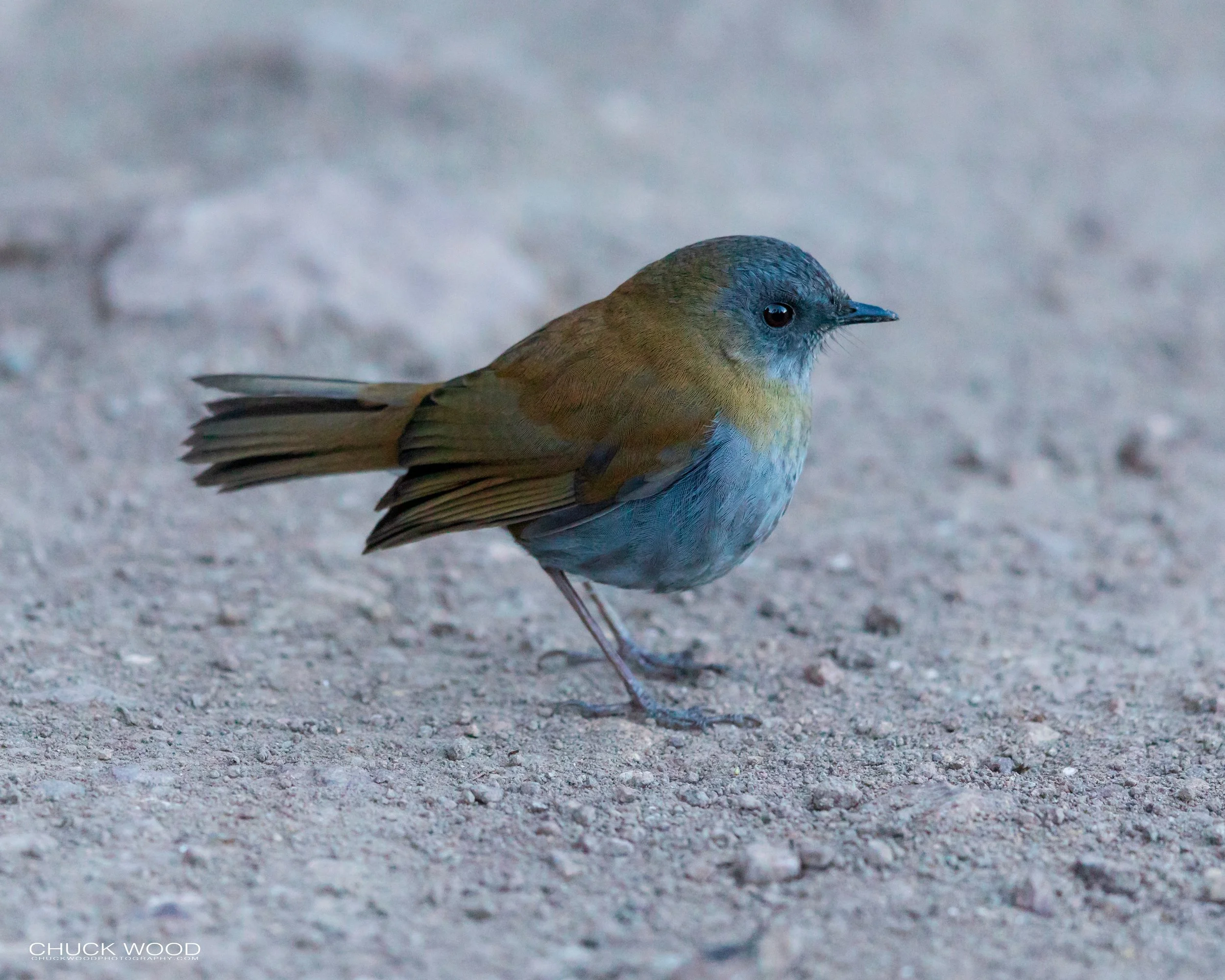  Paraiso Quetzal, Costa Rica 2020 