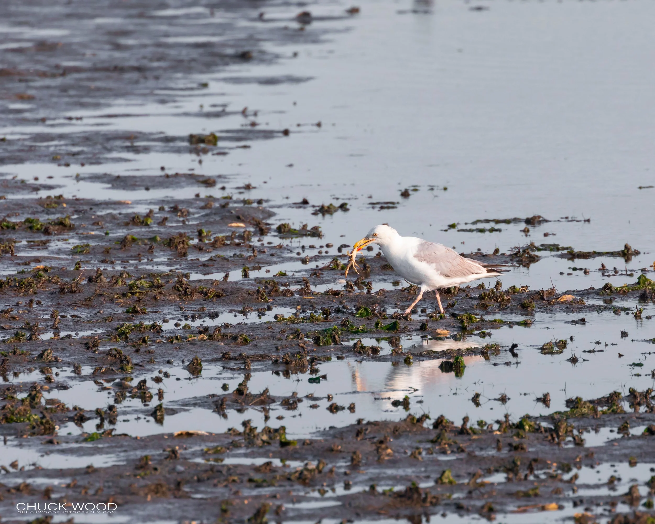 Forsyth NWR, NJ 2019 
