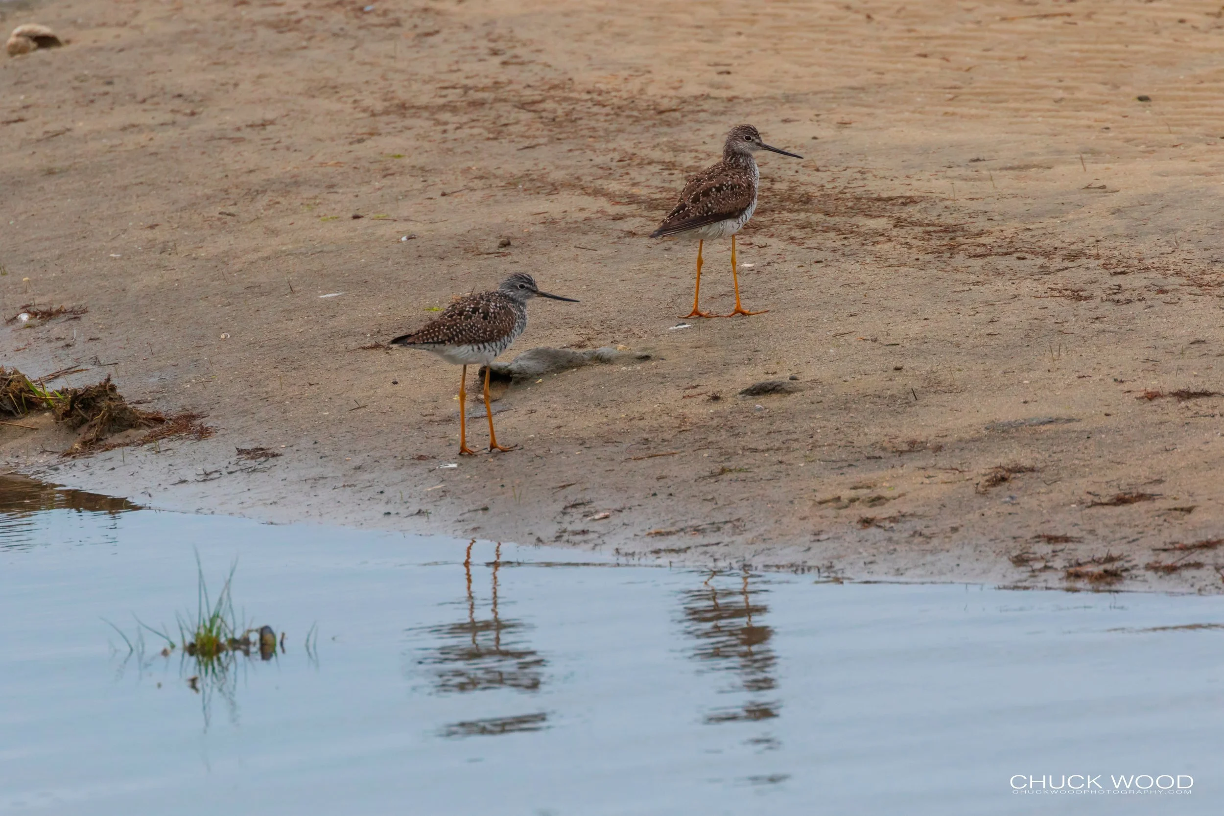  Forsythe NWR, NJ 2019 