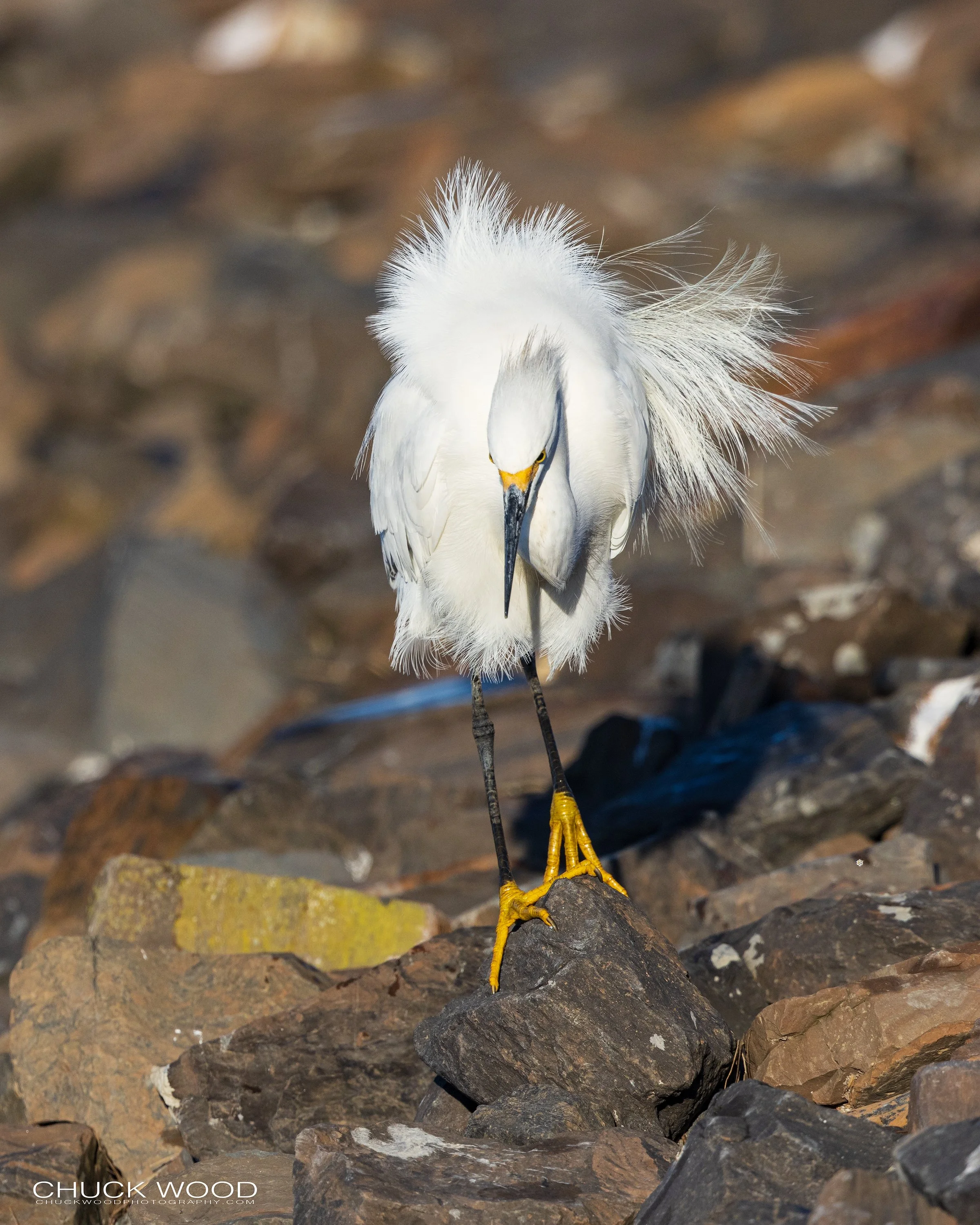  Forsythe NWR, NJ 2022 