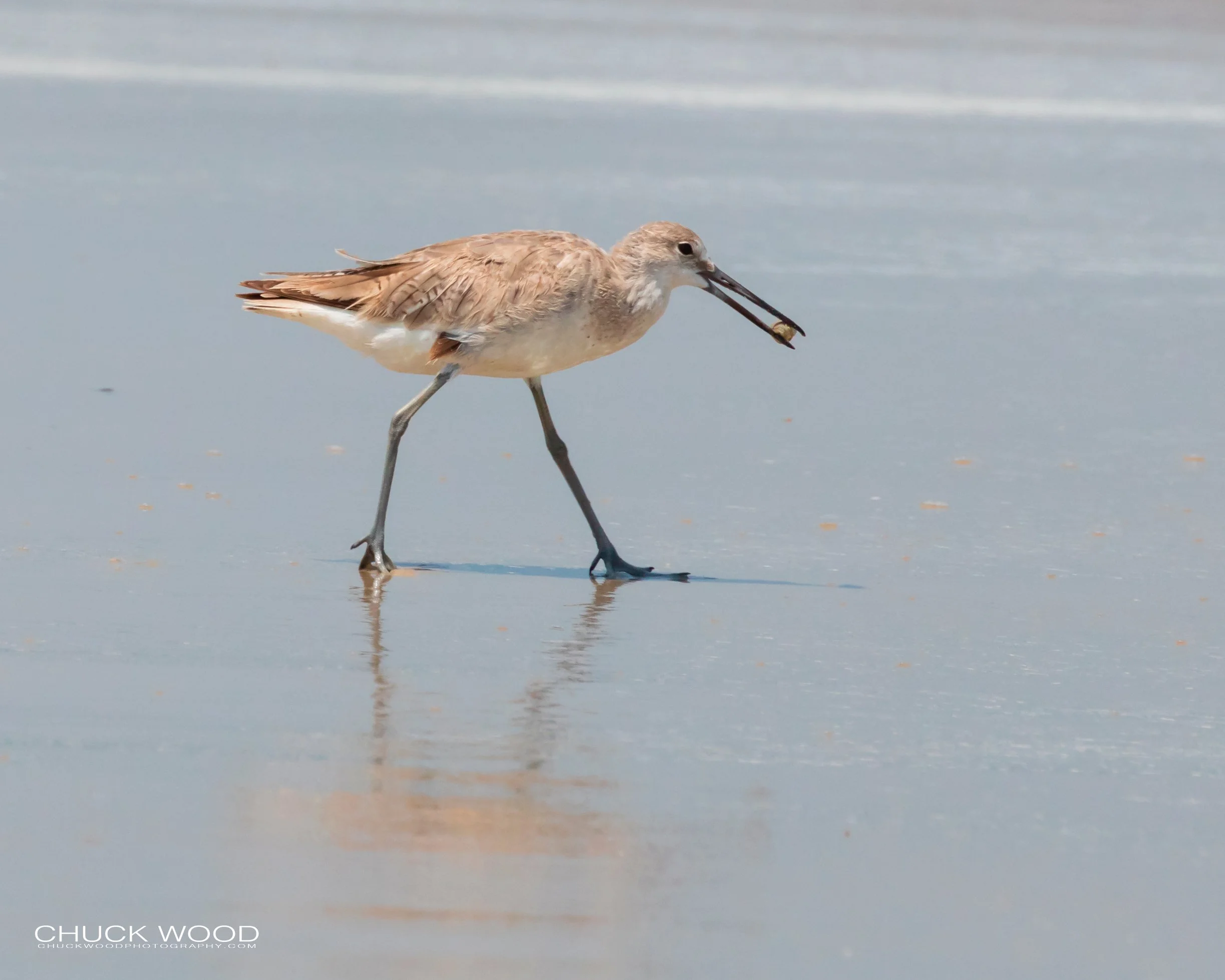   Pea Island NWR, NC 2019 