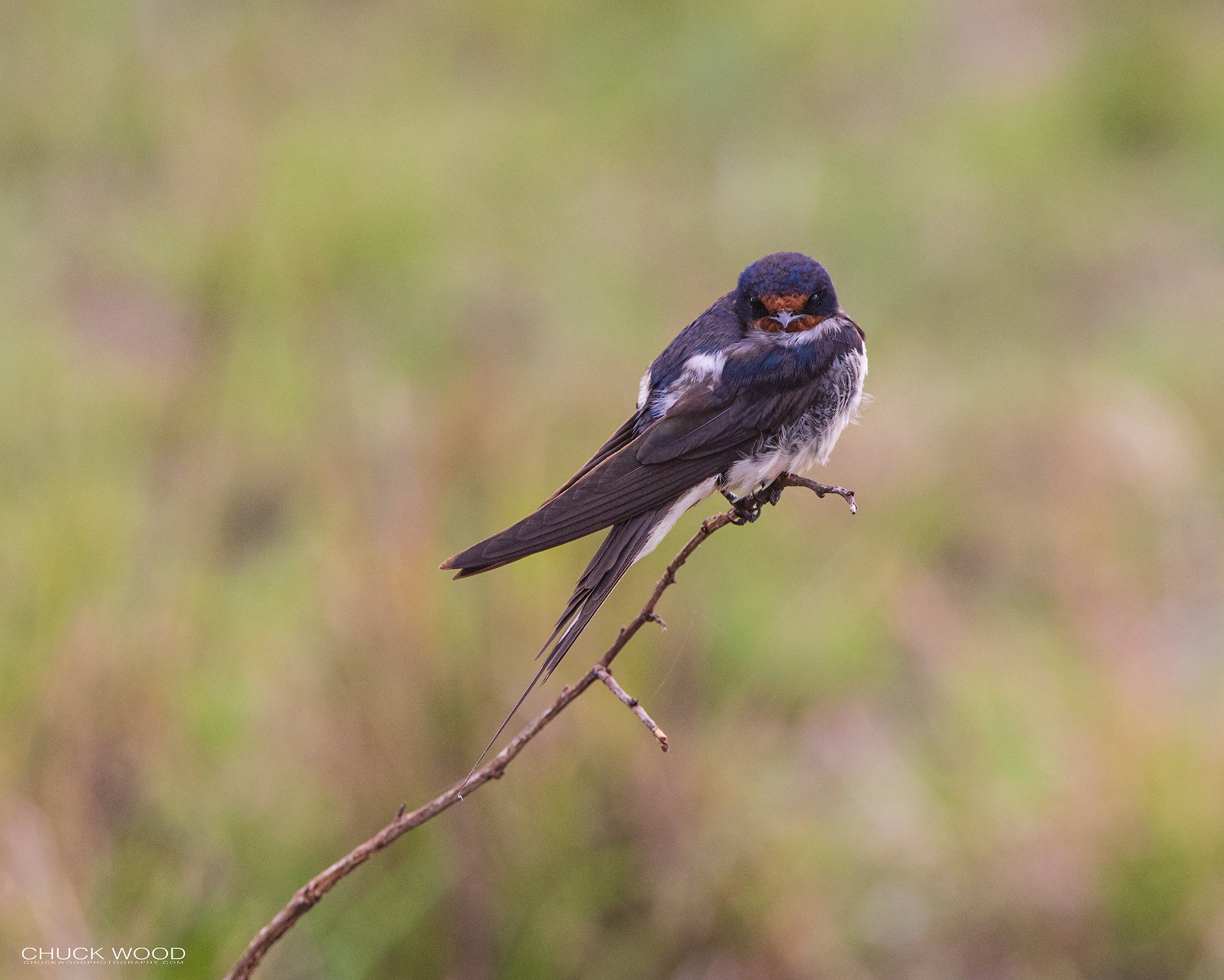  Serengeti, Tanzania 2021 