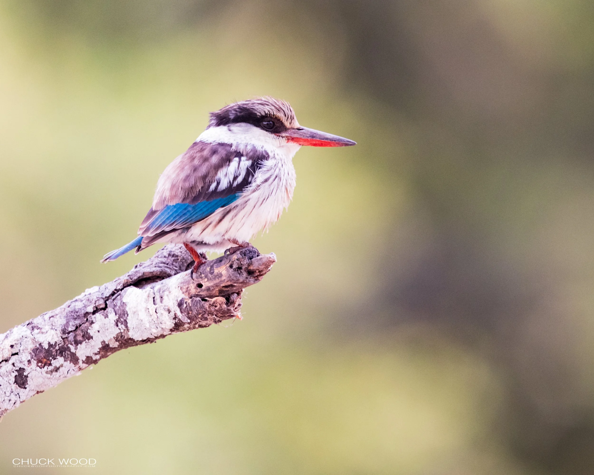  Tarangire, Tanzania 2021 