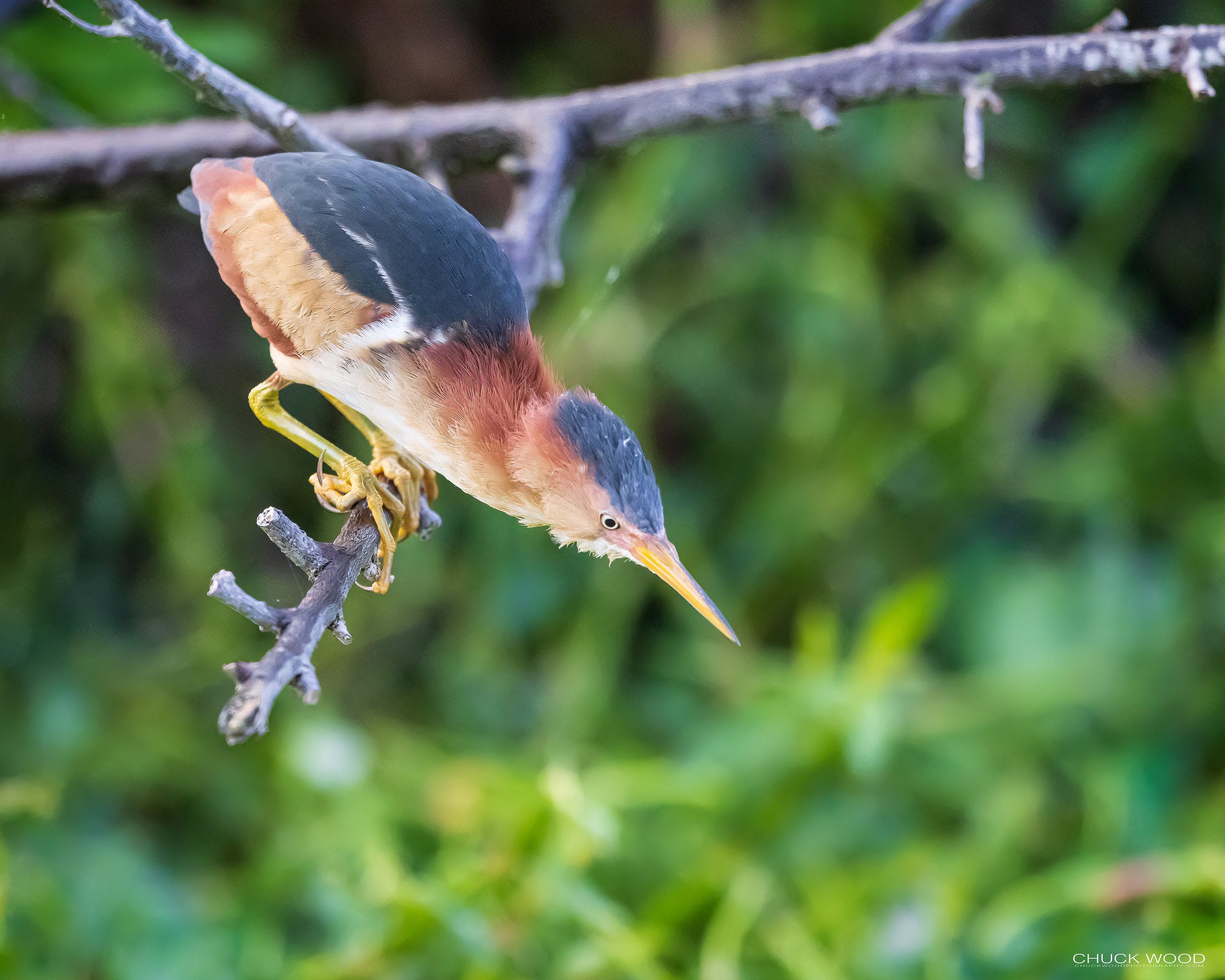  Wakodahatchee, FL 2022 