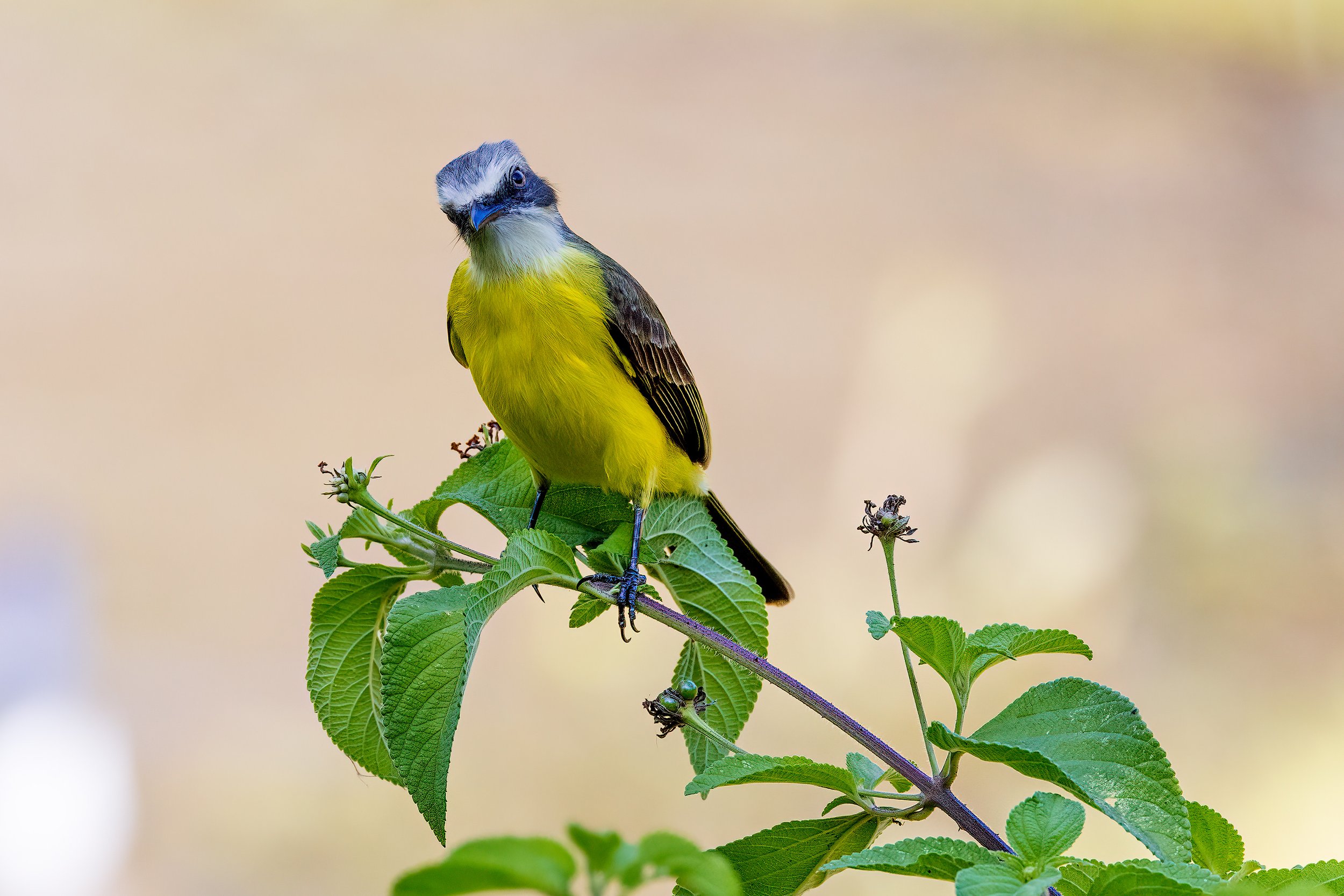  Macaw Lodge, Costa Rica 2023 I/ 