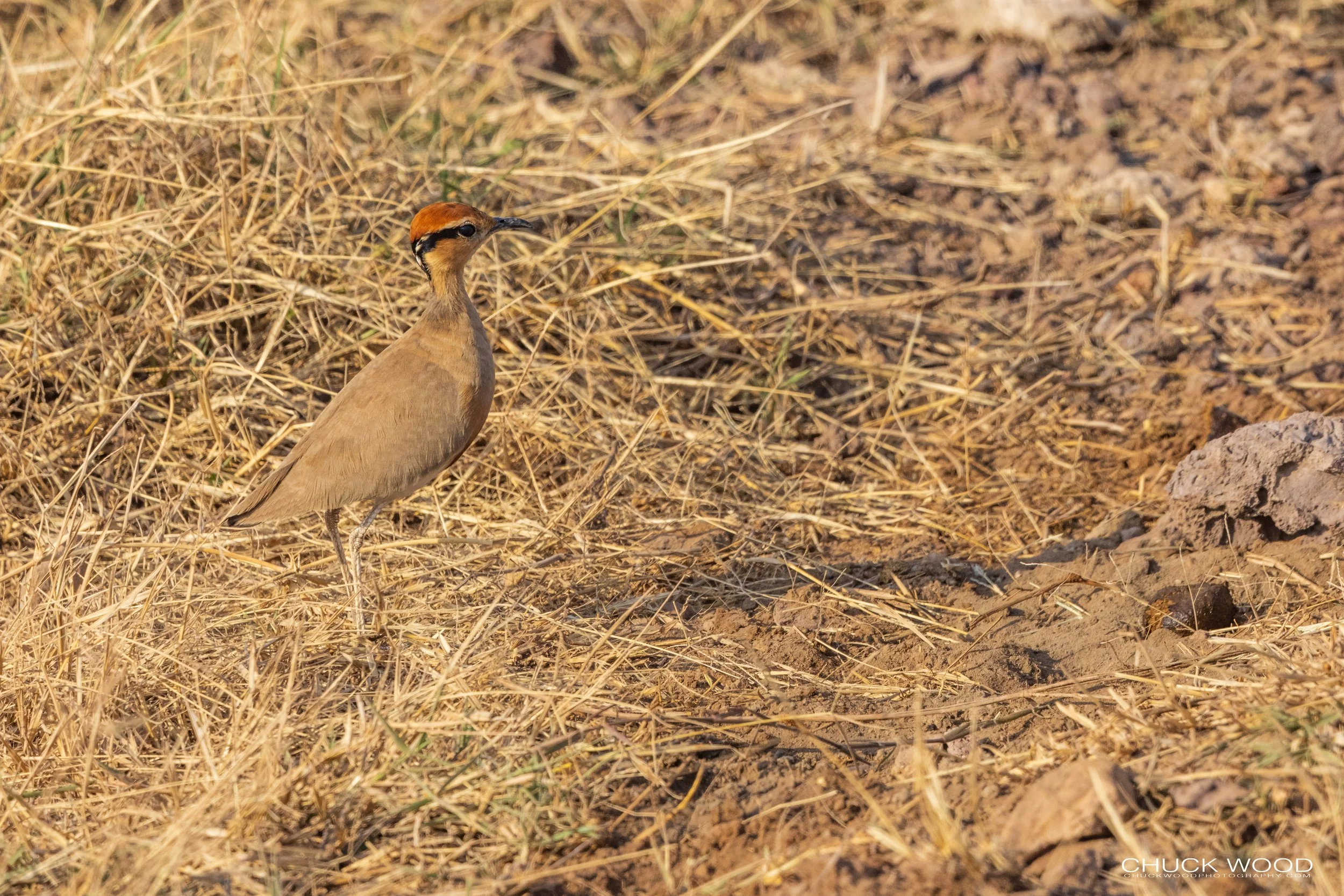  Ngorongoro Crater, Tanzania 2021 