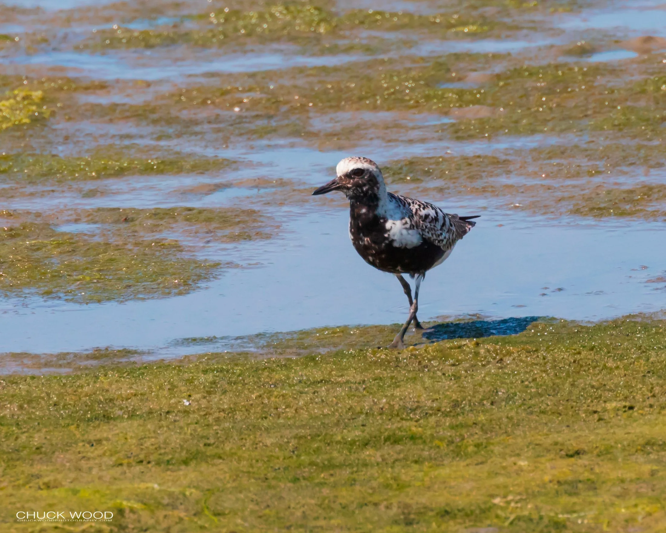  Forsythe NWR, NJ 2019 