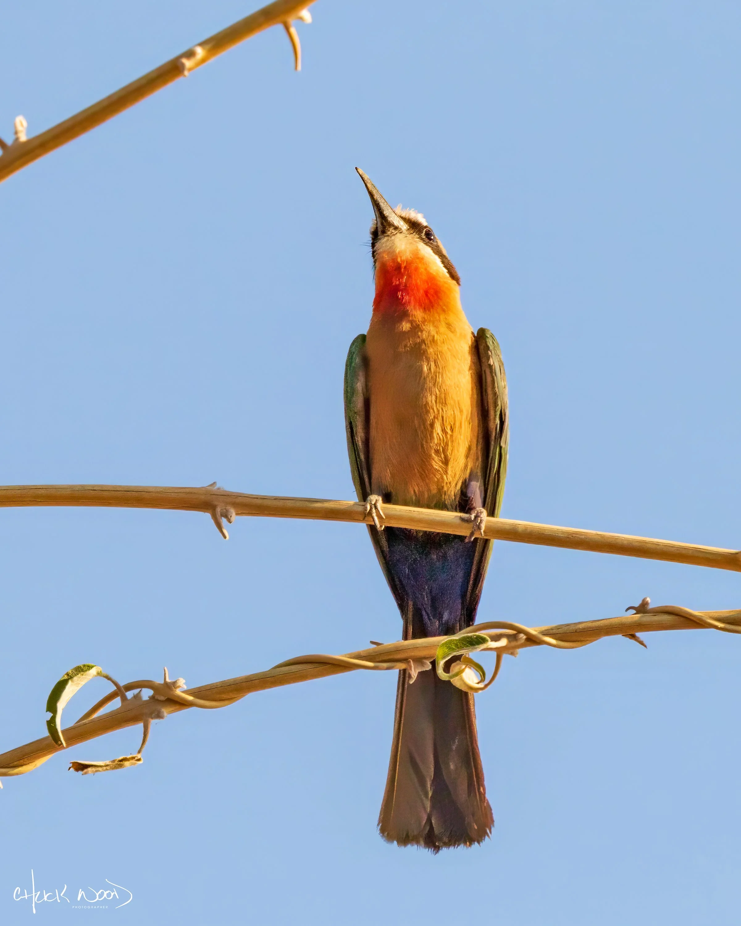  Mana Pools, Zimbabwe 2019 