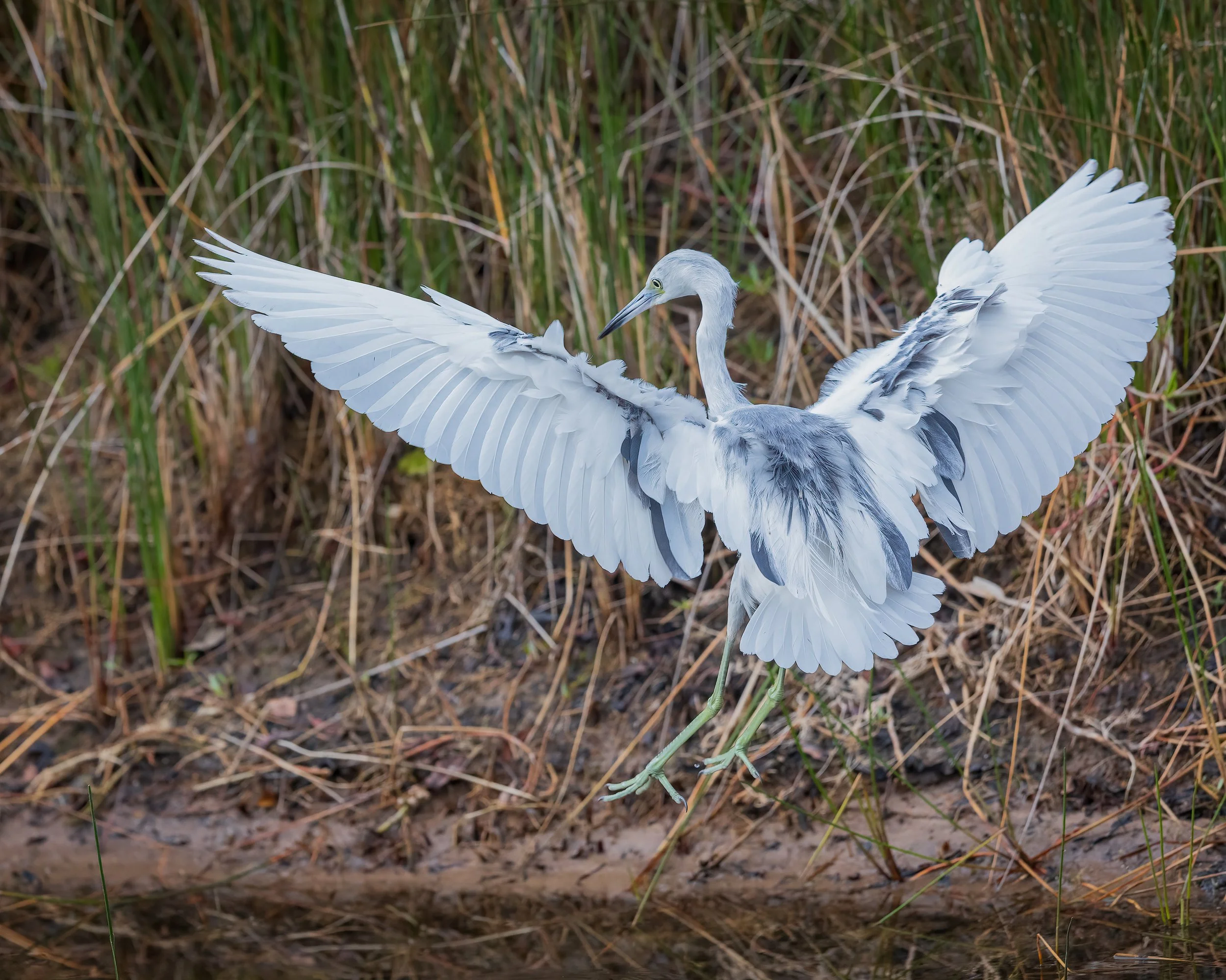  Merritt Island, FL 2023 