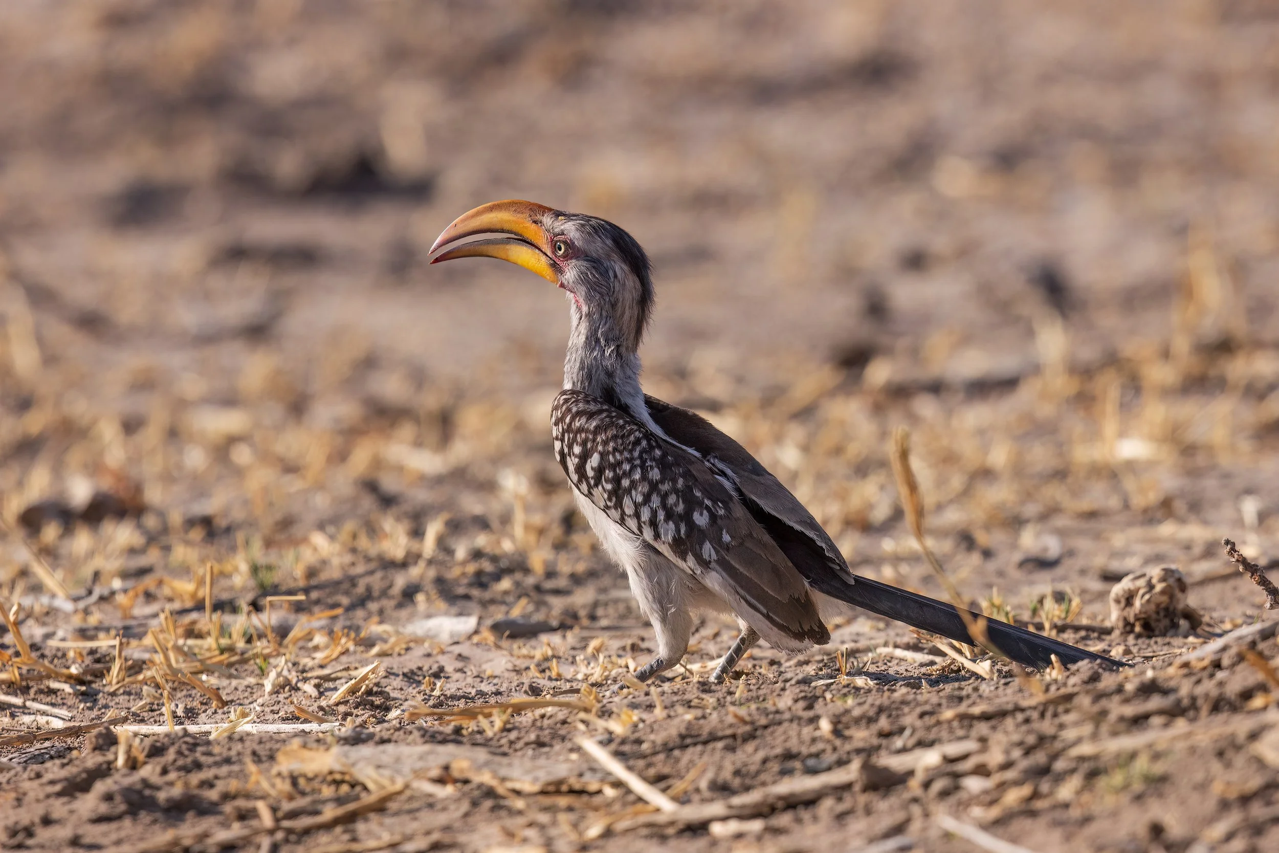  Savuti, Botswana 2023 