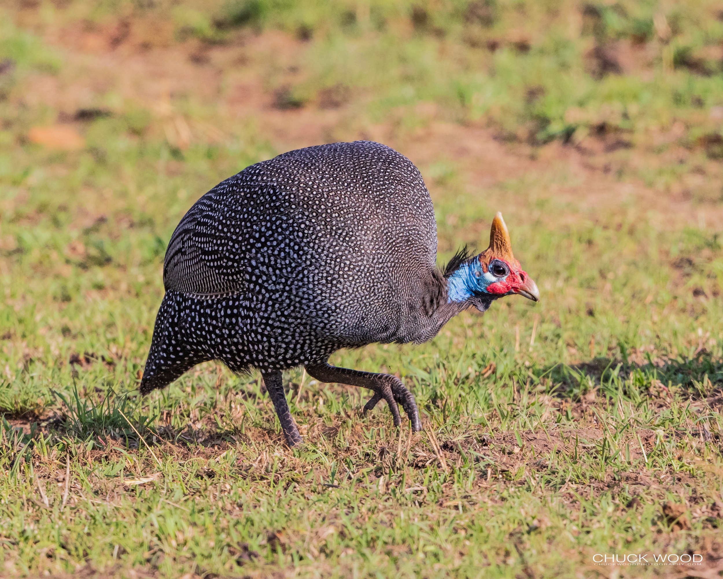  Serengeti, Tanzania 2021 