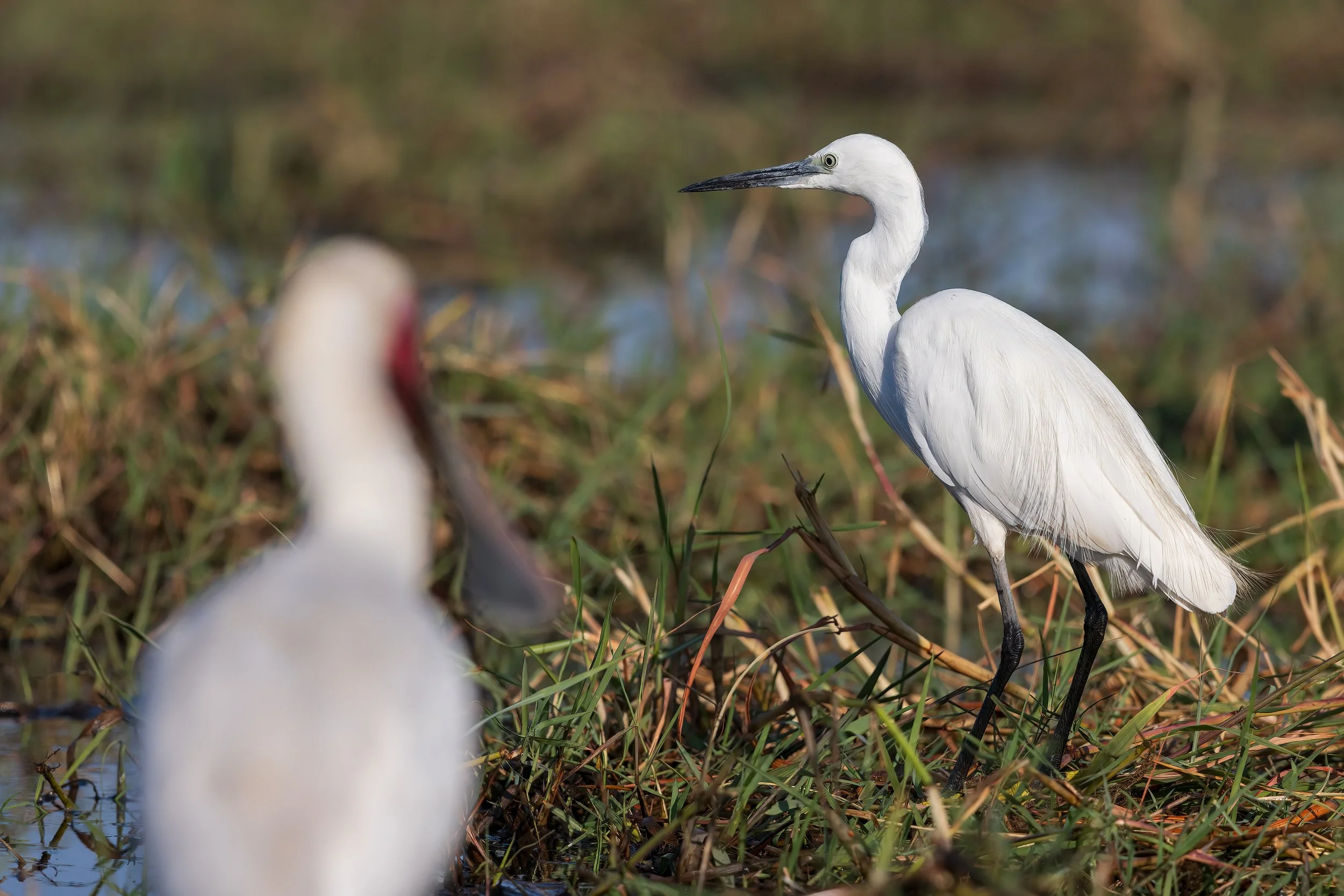  Chobe River, Botswana 2023 