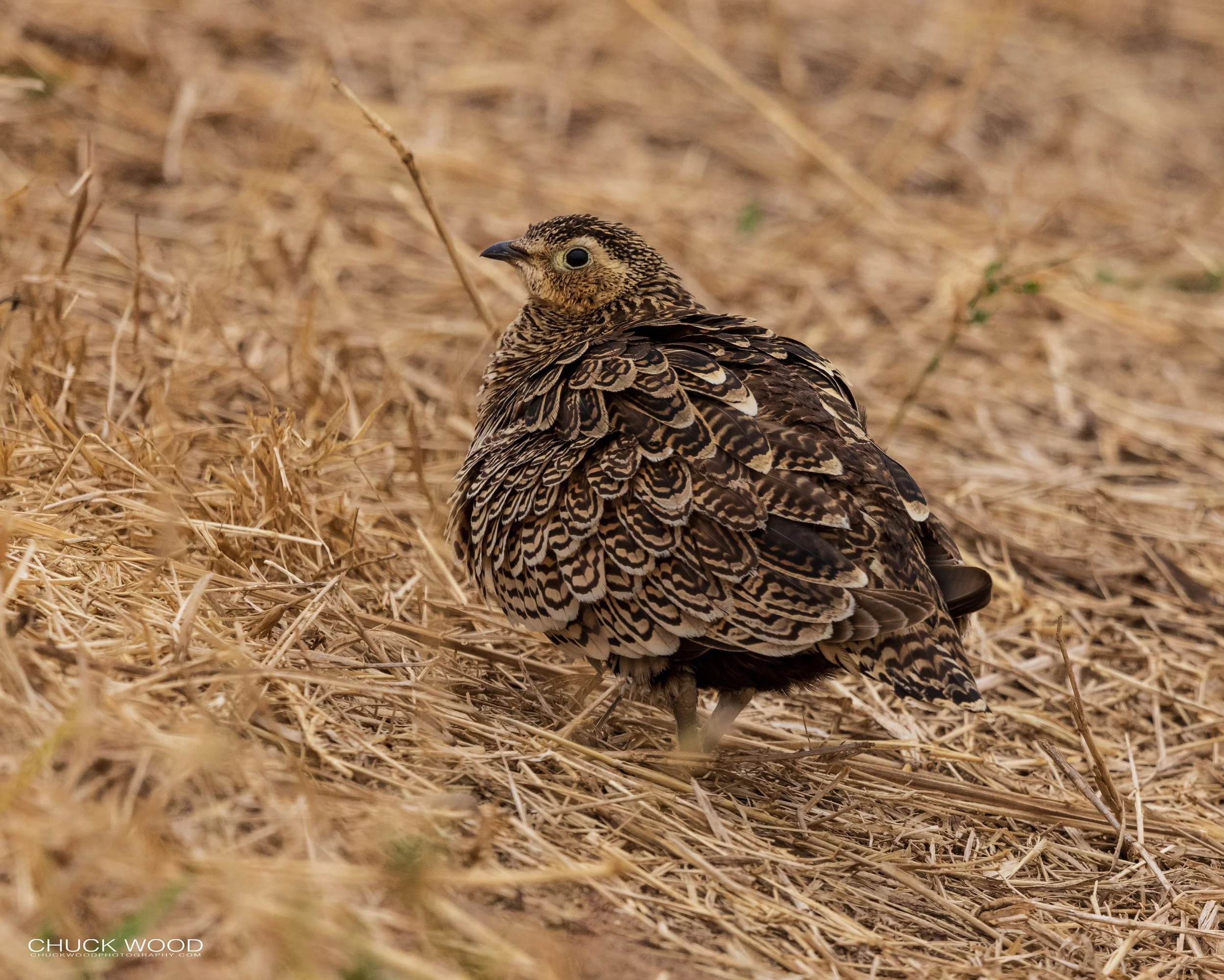  Tarangire, Tanzania 2021 