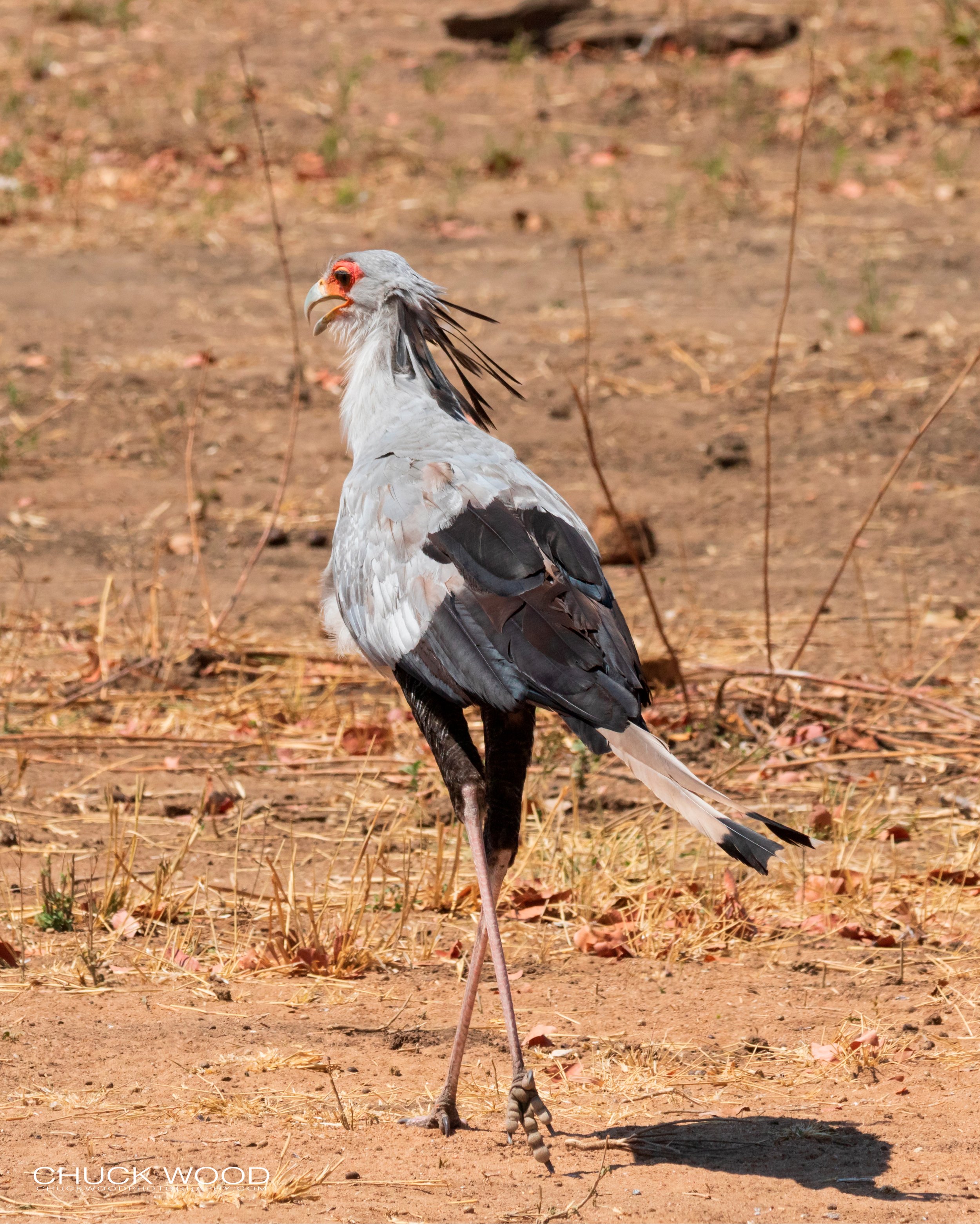   Hwange, Zimbabwe 2019 