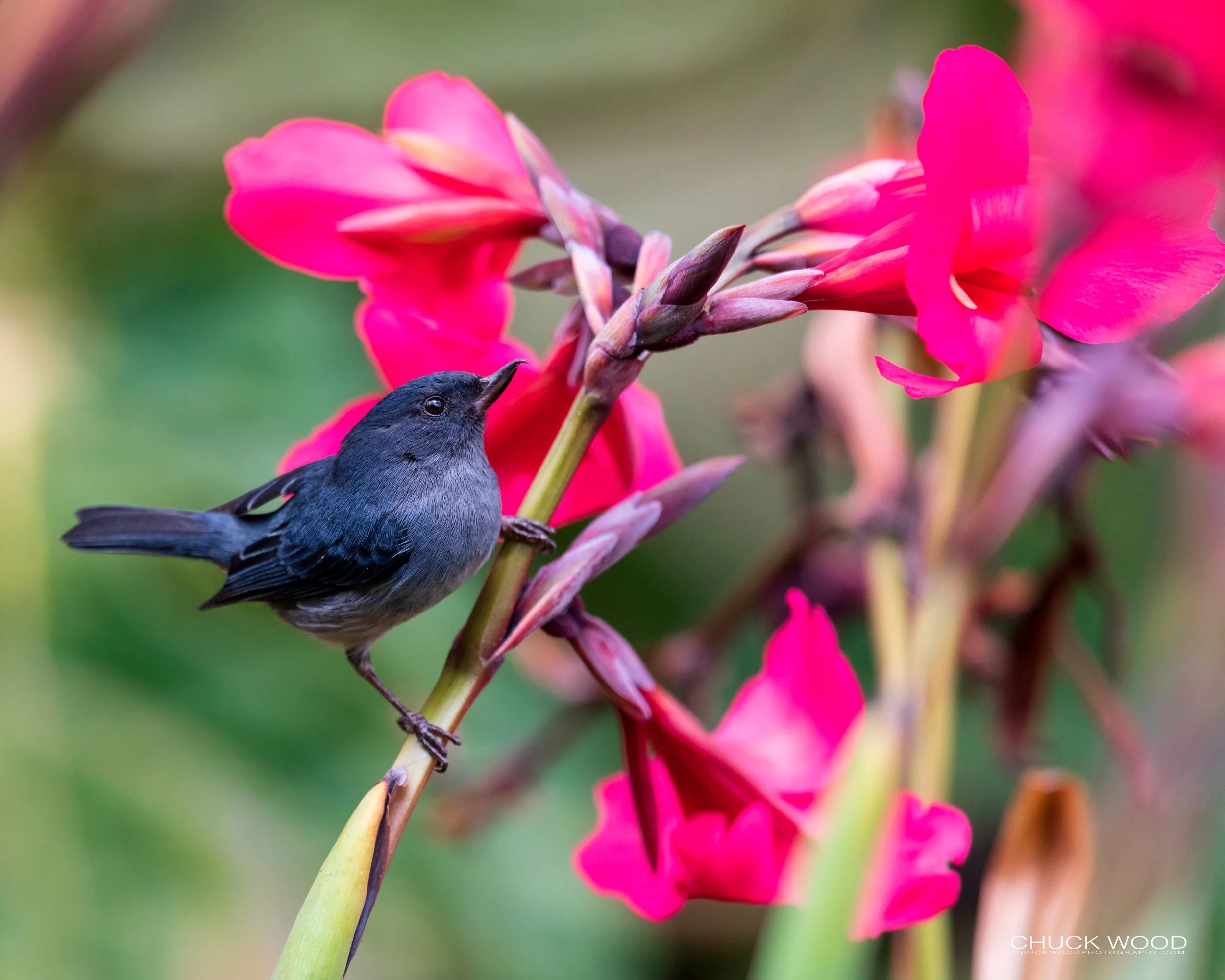  San Gerardo de Dota, Costa Rica 2020 