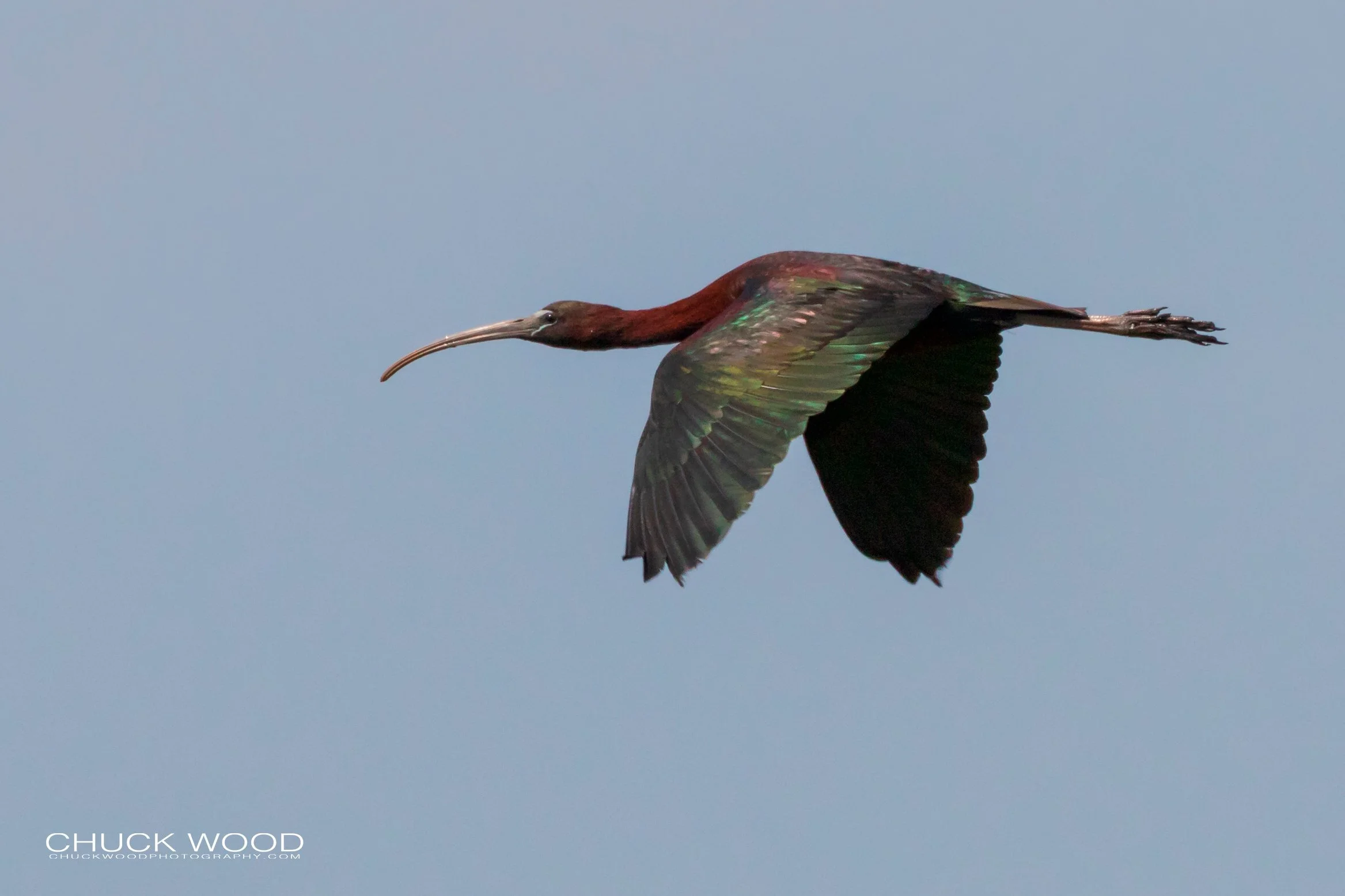  Forsythe NWR, NJ 2019 