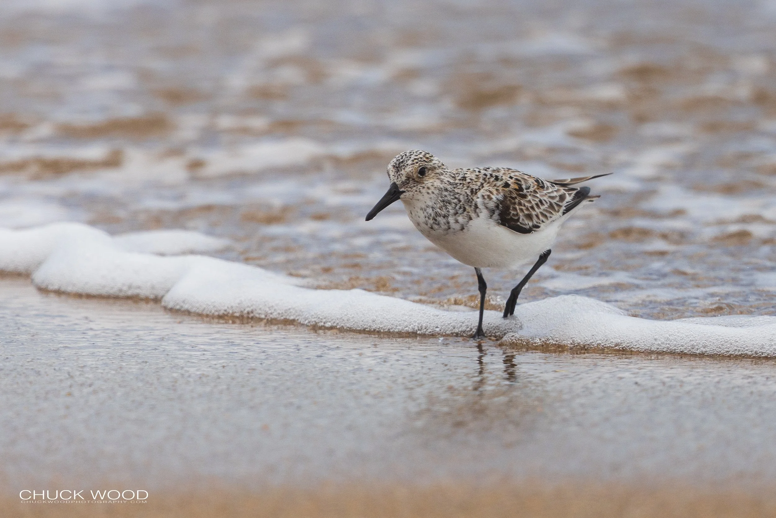  Cape Hatteras, NC 2022 