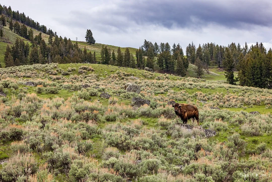 CW00448-Yellowstone-Bison-Landscape-1-2025-1080-sig.jpg