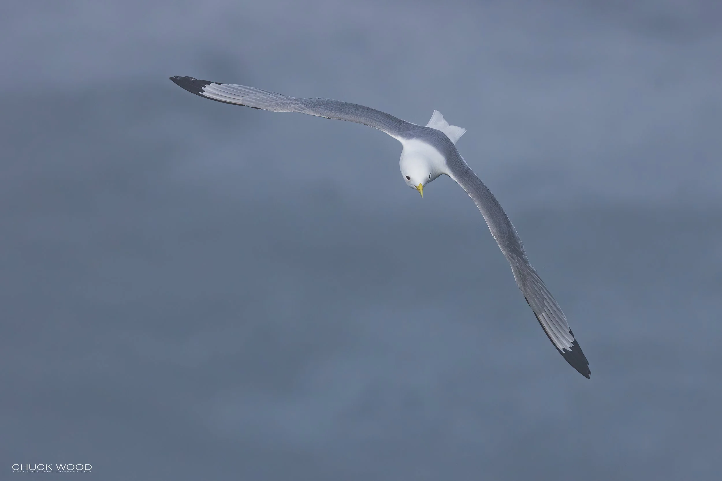  Cape St. Marys, NL 2022 
