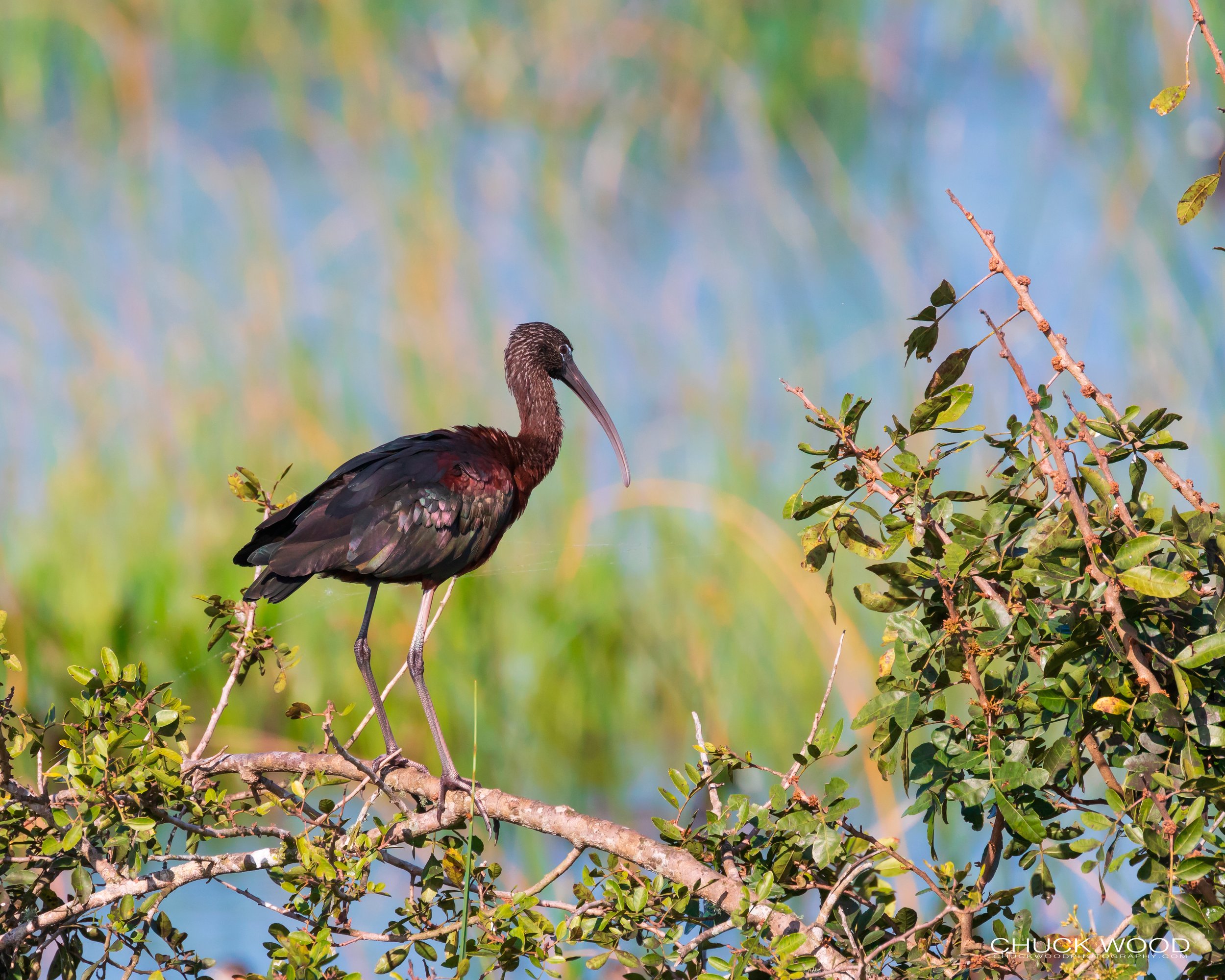  Merritt Island, FL 2019 