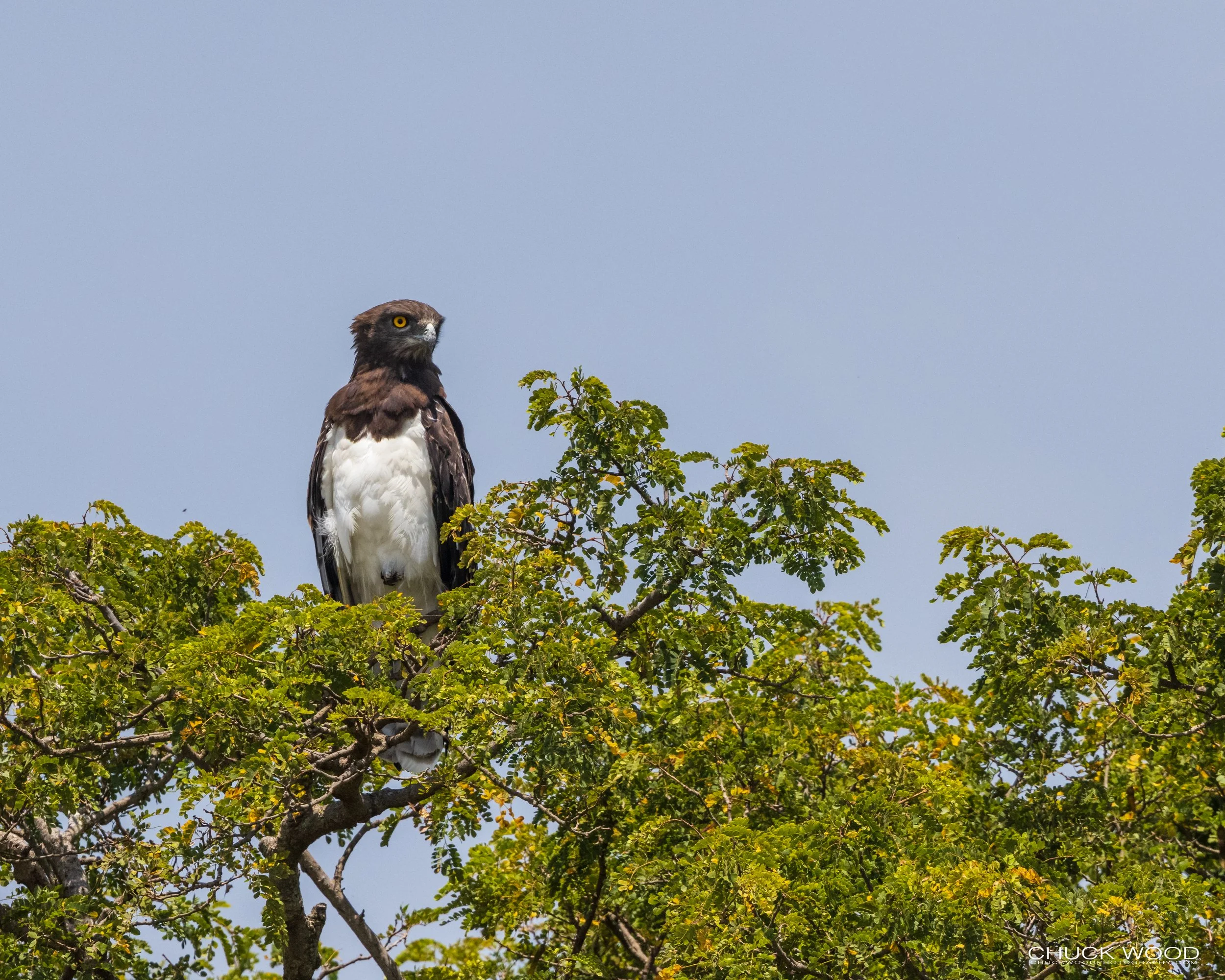  Serengeti, Tanzania 2021 