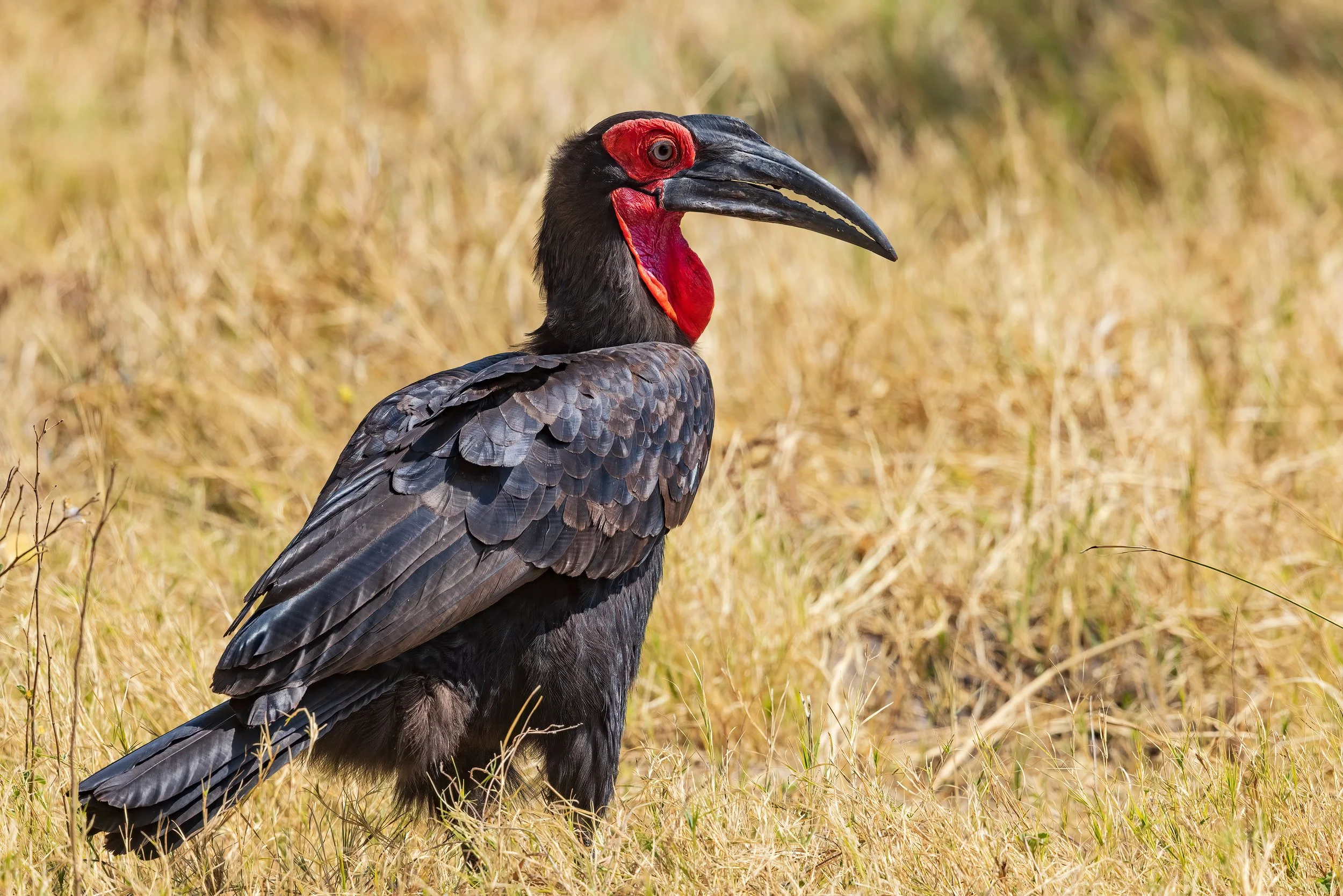  Khwai, Botswana 2023 