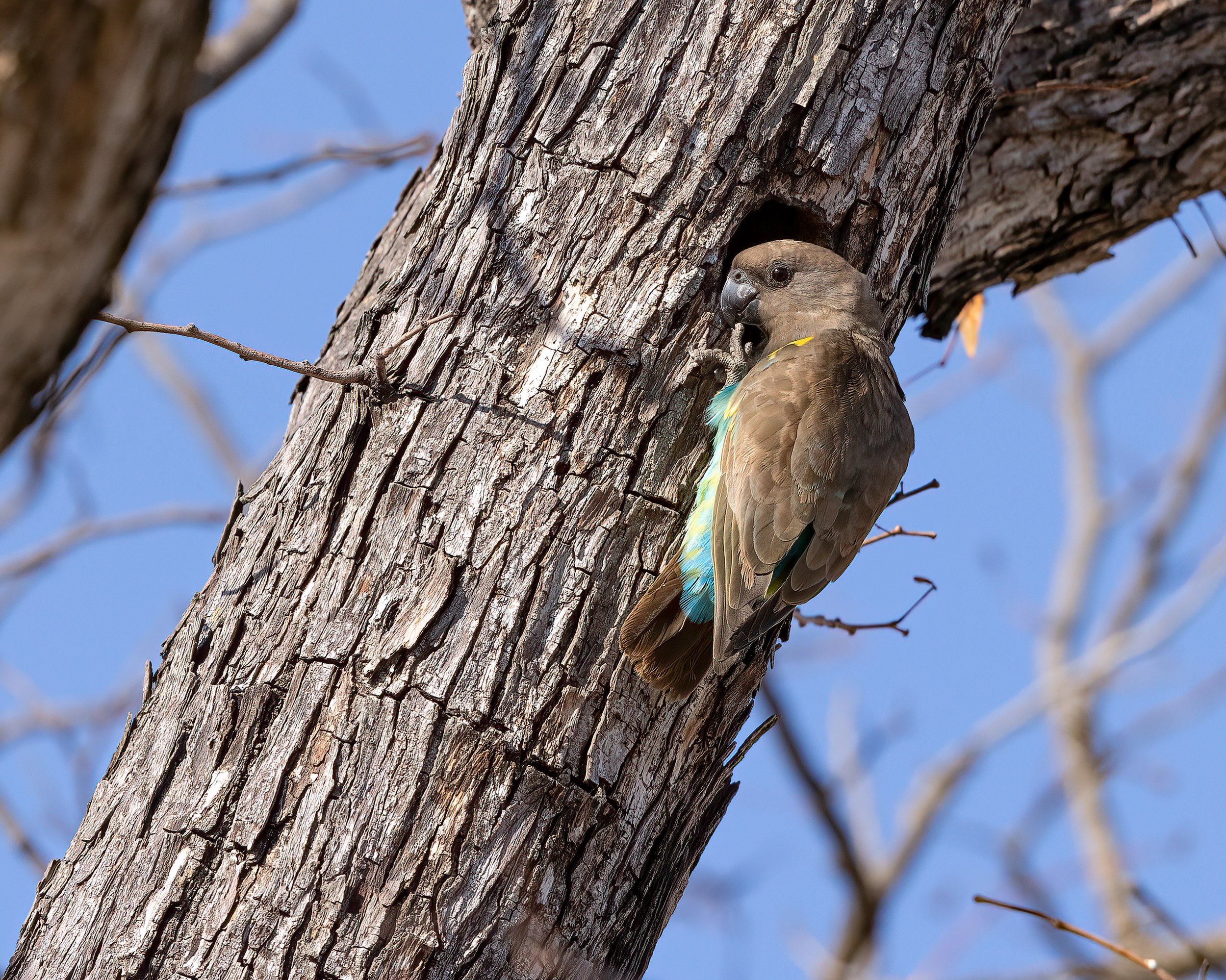  Moremi, Botswana 2023 