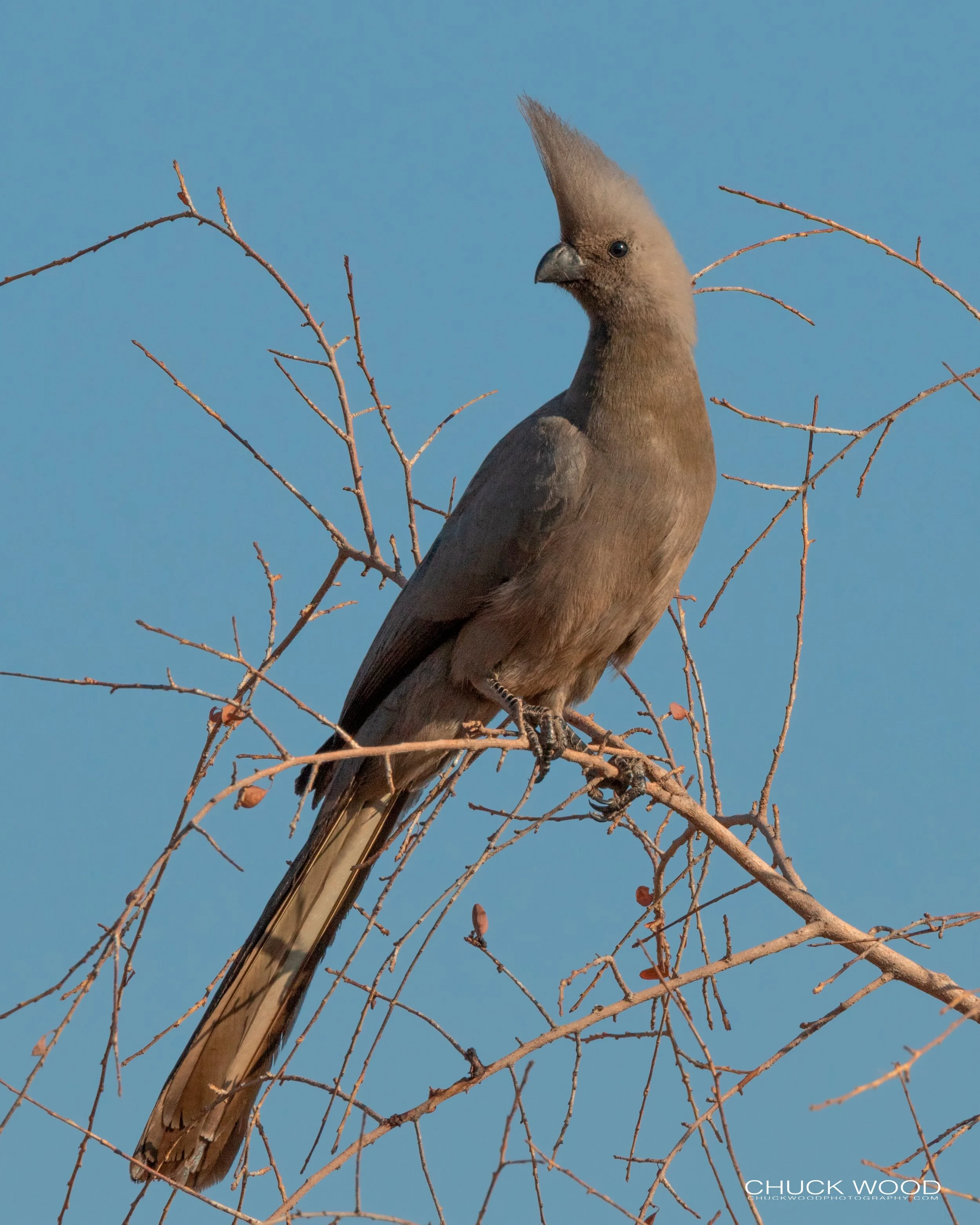  Hwange, Zimbabwe 2019 