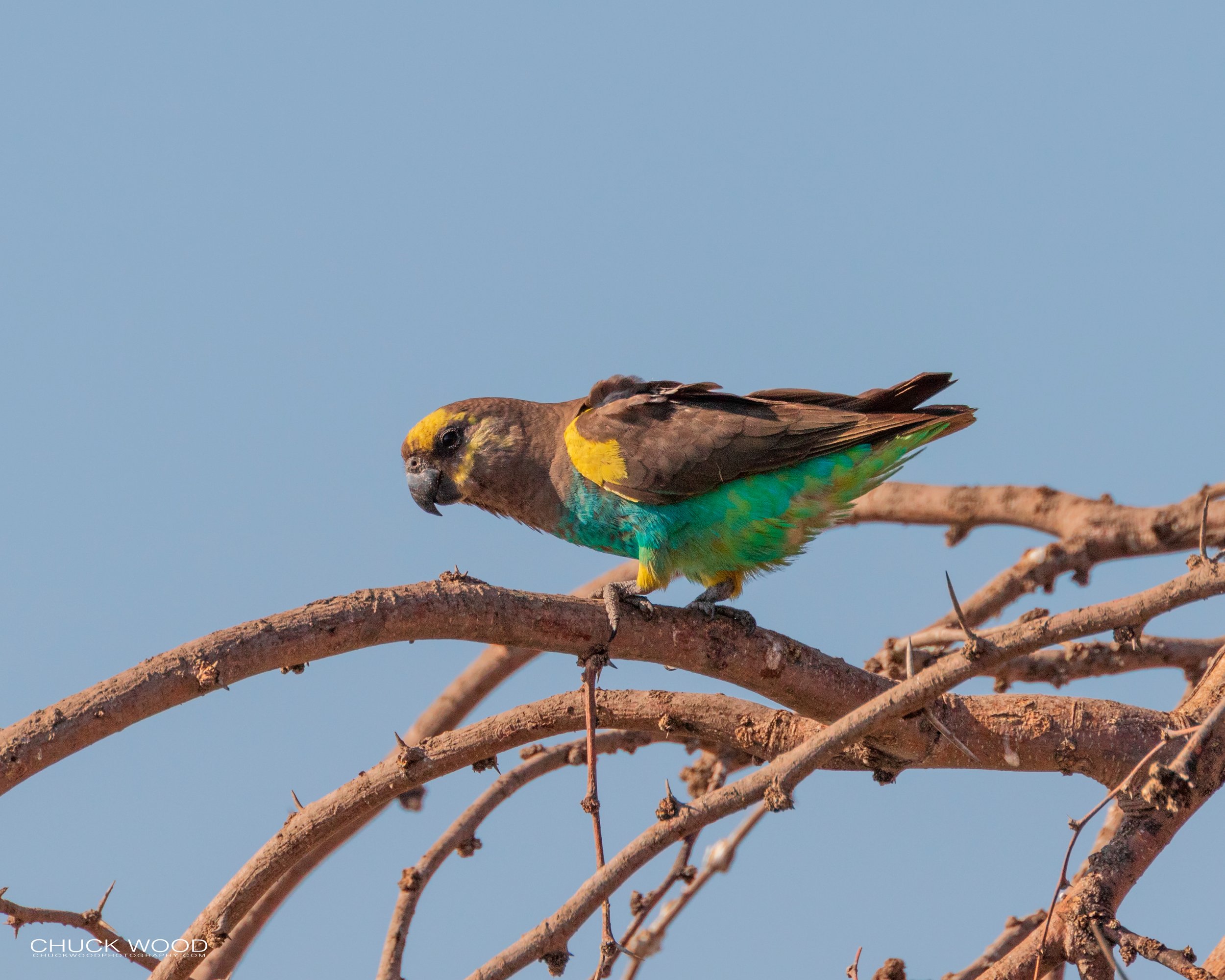  Hwange, Zimbabwe 2019 