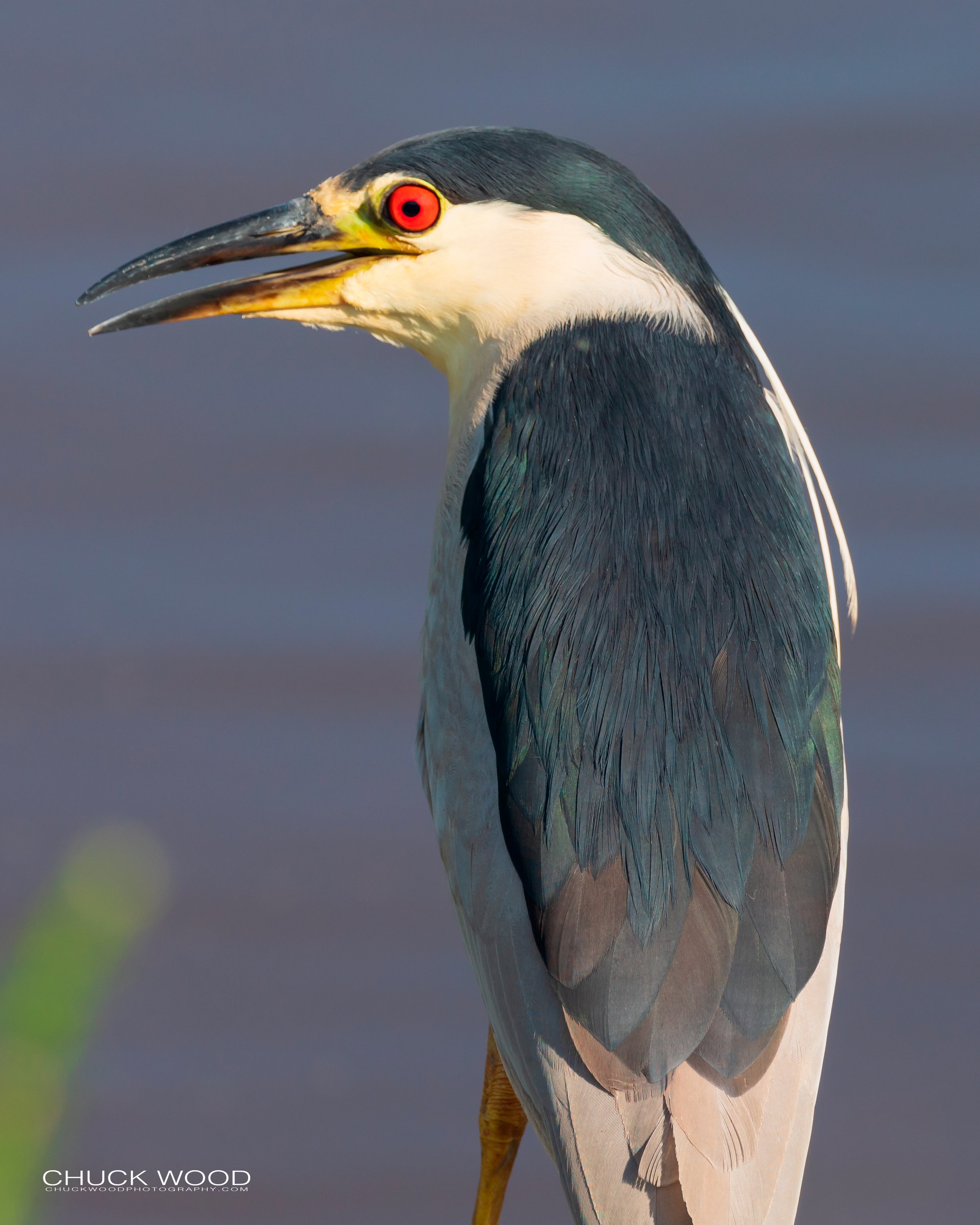  Forsythe NWR, NJ 2019 