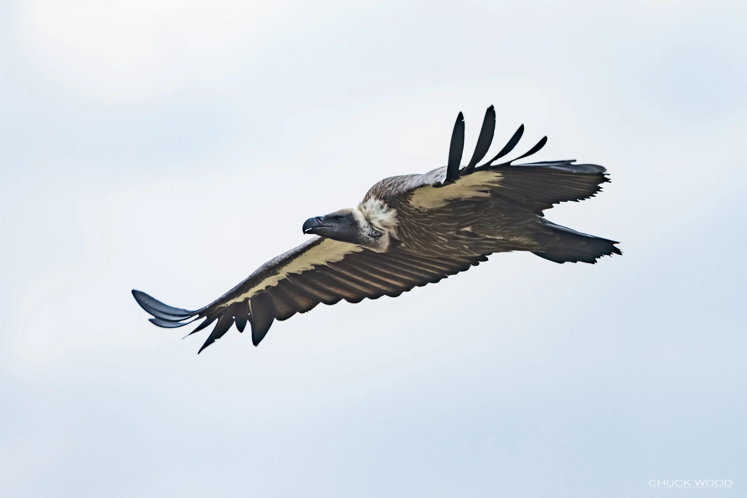  Serengeti, Tanzania 2021 