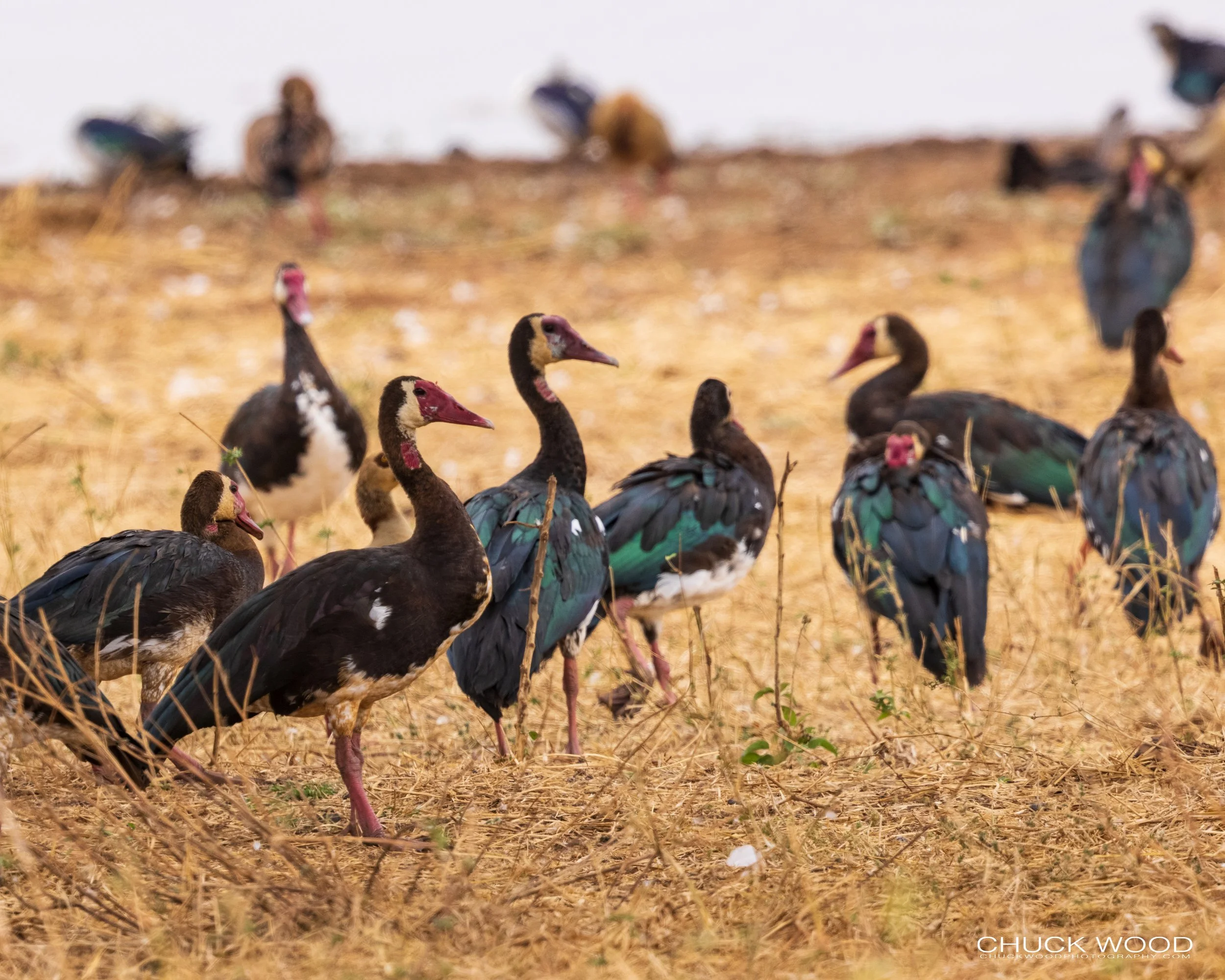  Tarangire, Tanzania 2021 