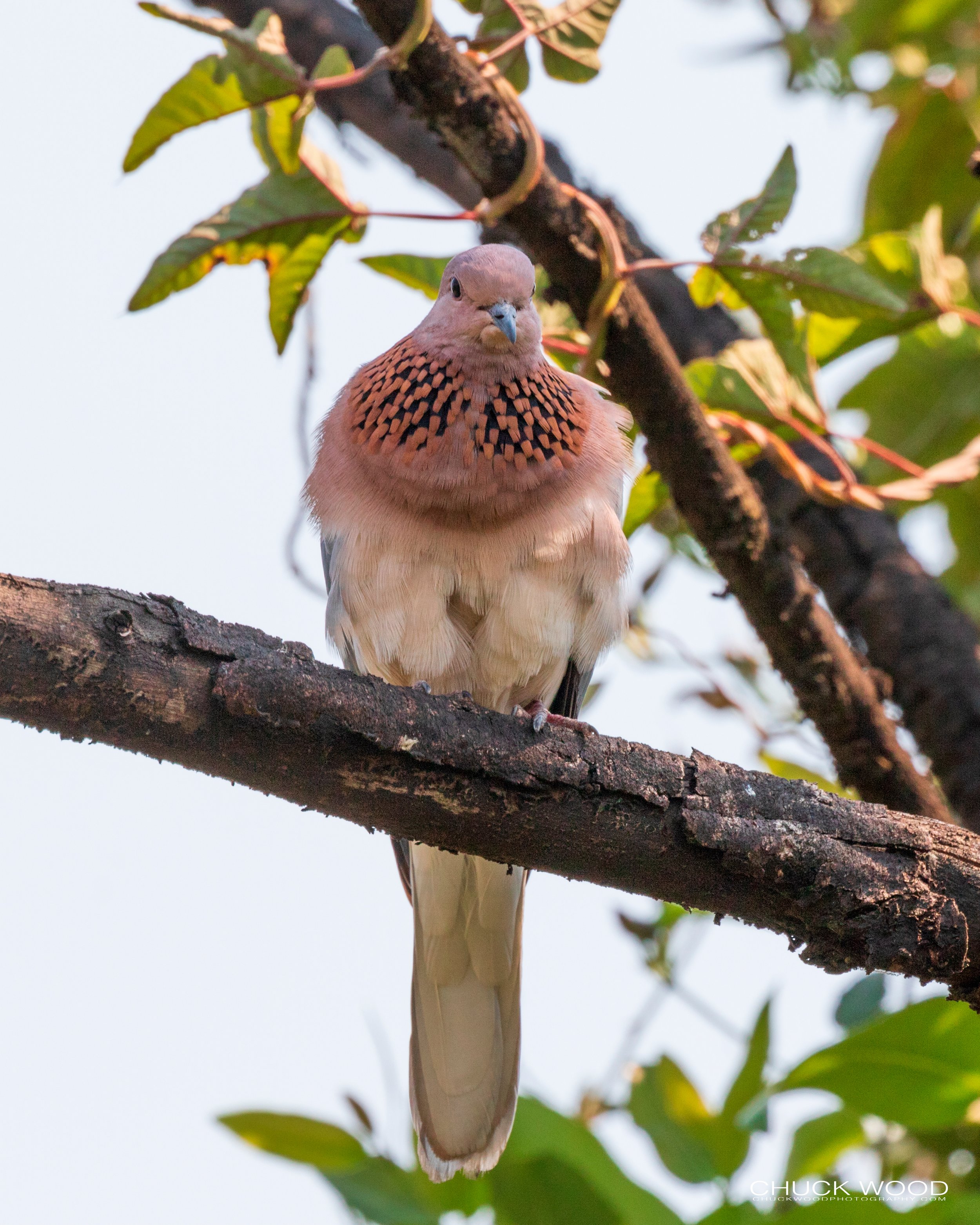  Victoria Falls, Zimbabwe 2019 